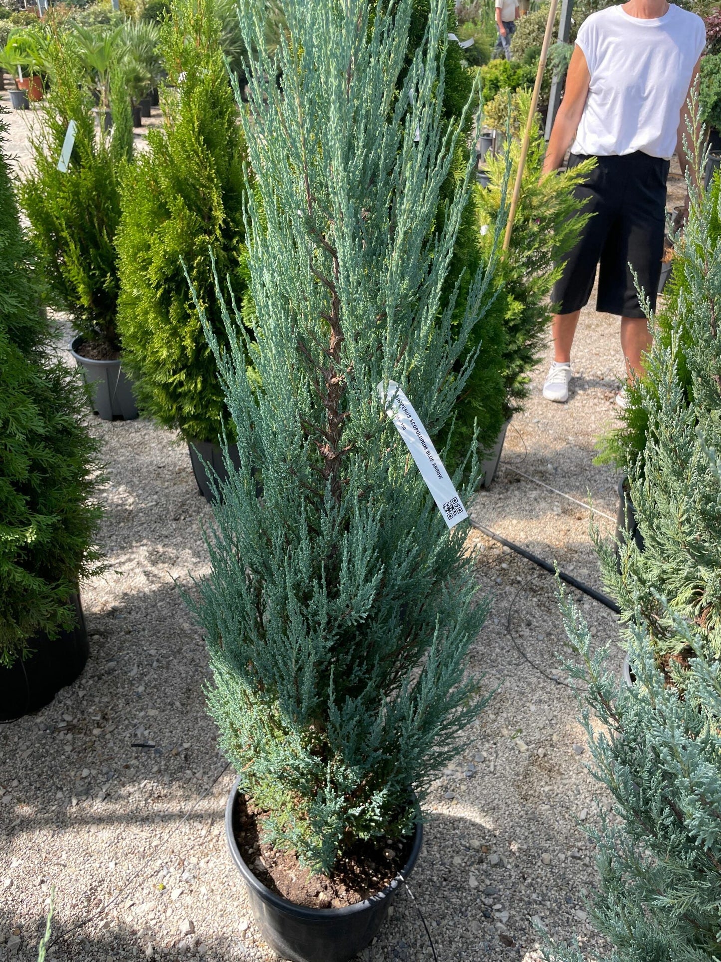 JUNIPERUS scopulorum 'Wichita Blue'