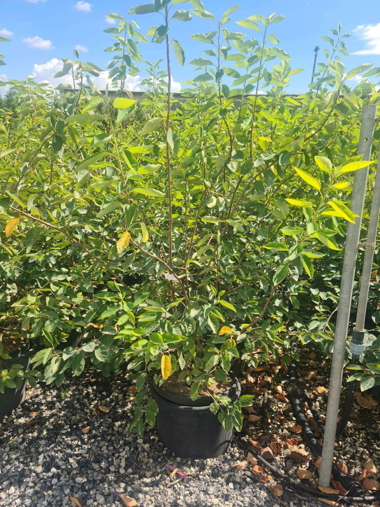 AMELANCHIER ovalis