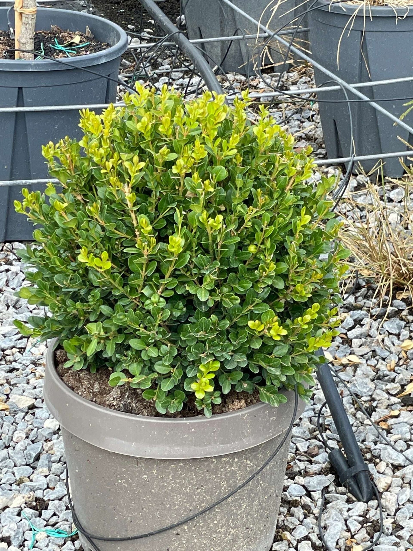 BUXUS sempervirens