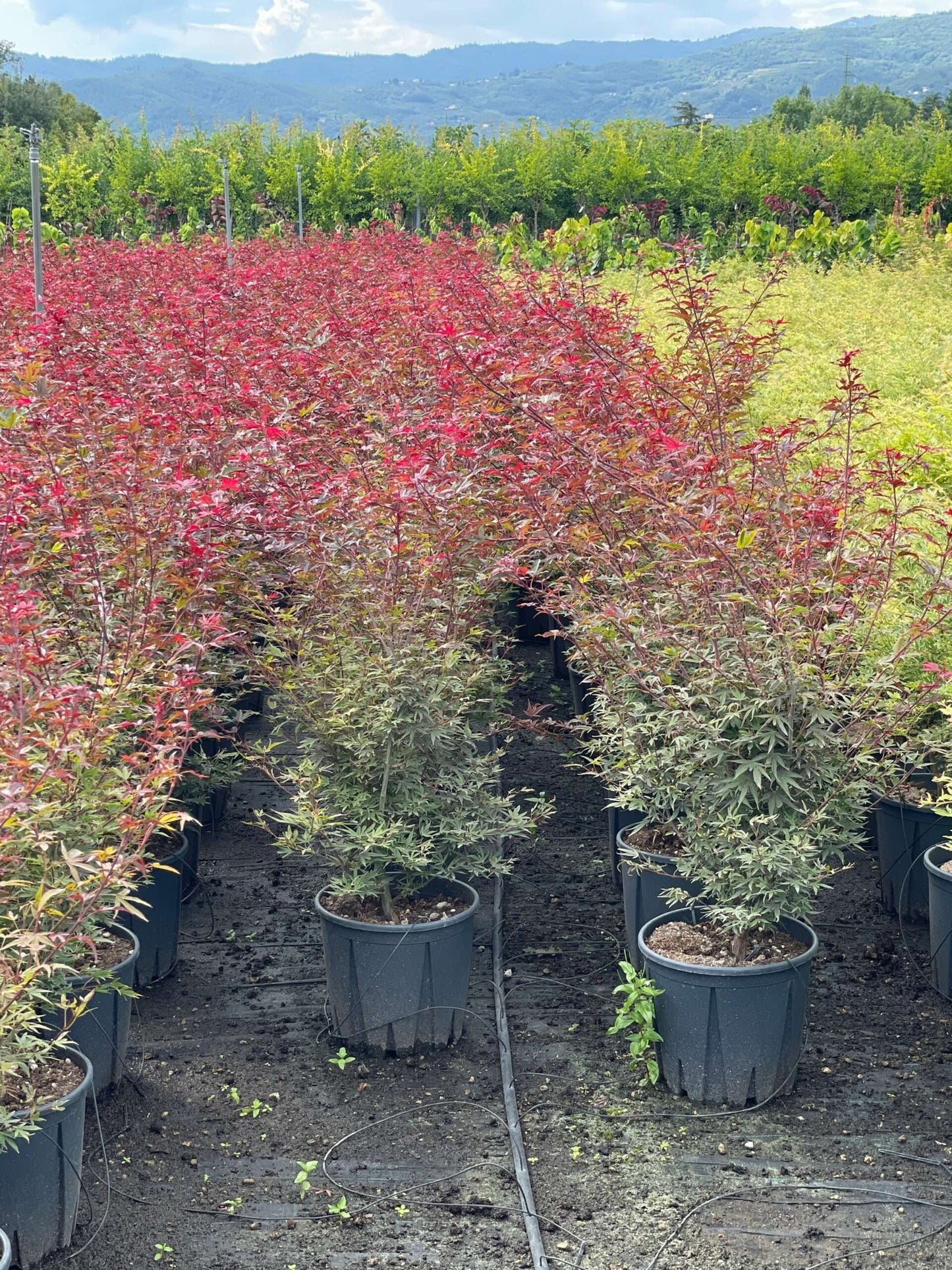 ACER palmatum 'Shaina'