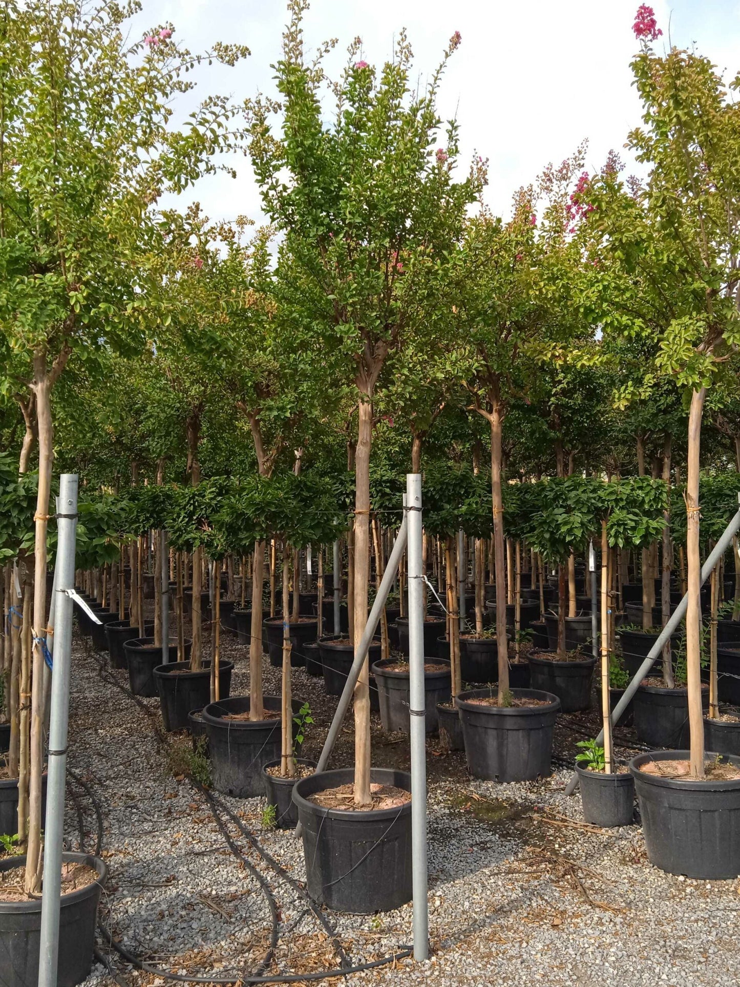 LAGERSTROEMIA indica 'Double Feature' ®