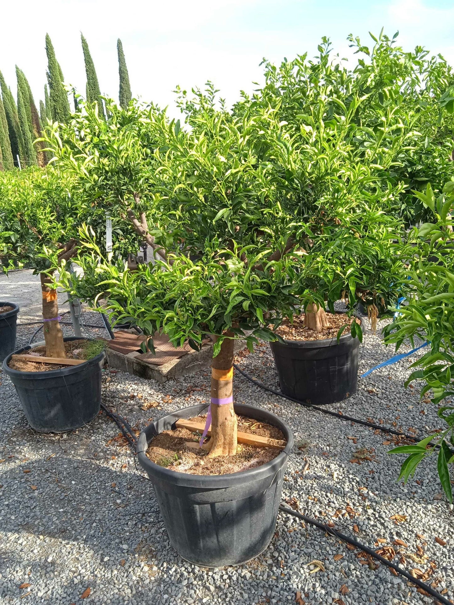 CITRUS x paradisi