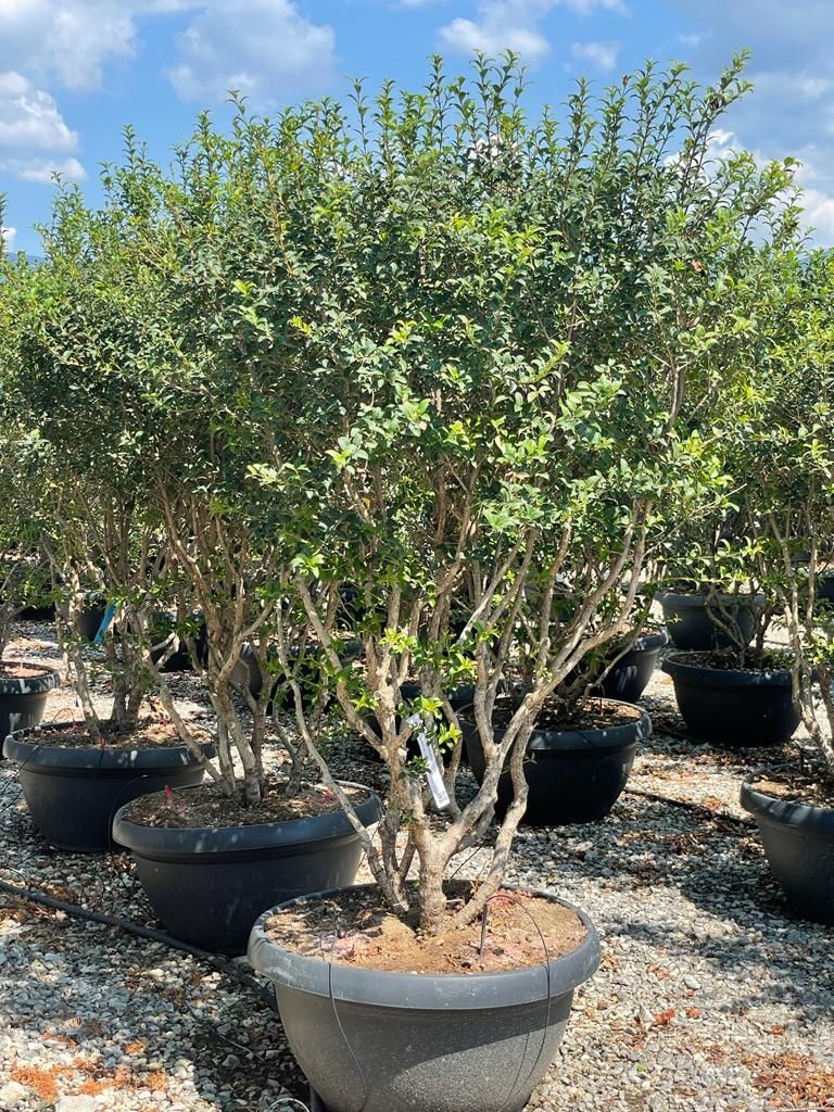 OSTRYA carpinifolia