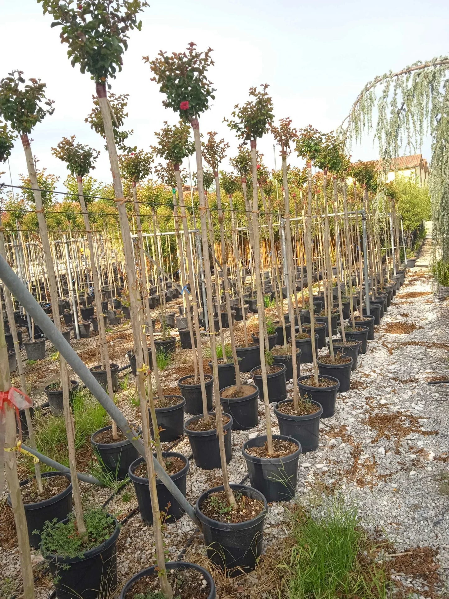 LAGERSTROEMIA x 'Lipan'