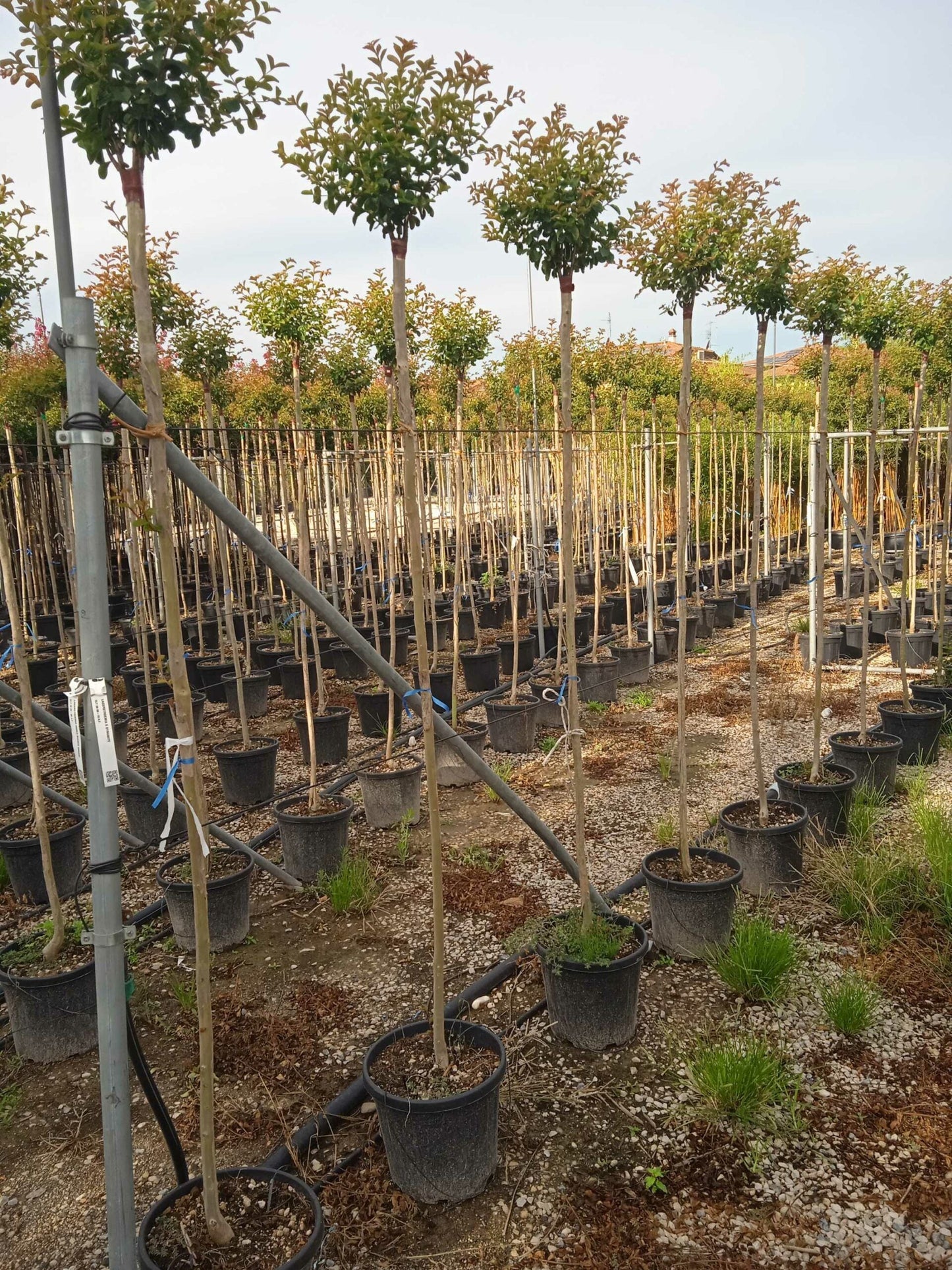 LAGERSTROEMIA indica 'Black Diamond ® Best Red'
