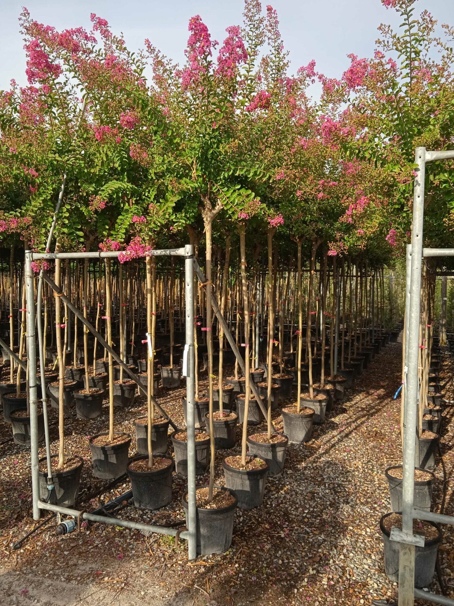 LAGERSTROEMIA indica 'Double Feature' ®