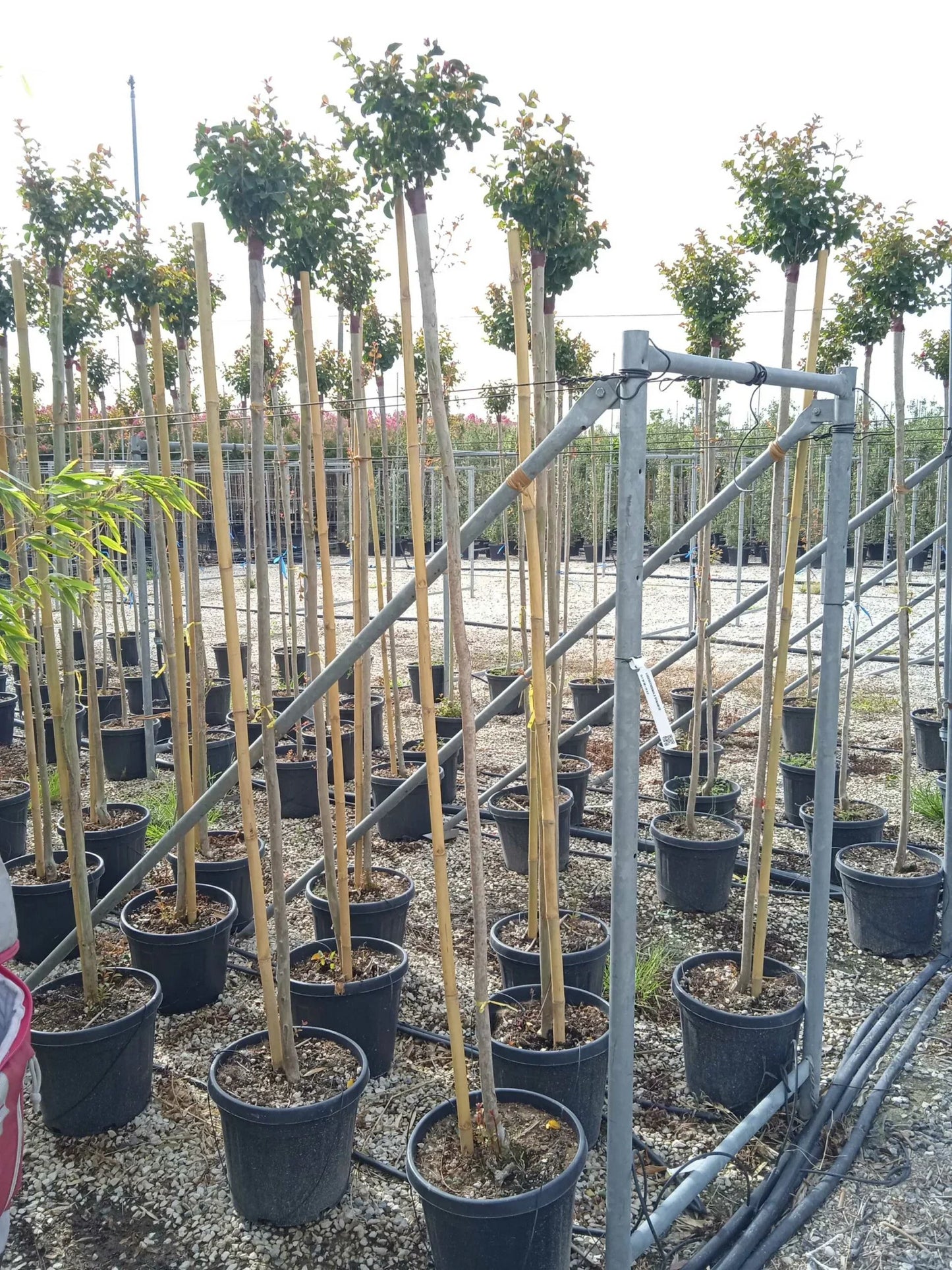 LAGERSTROEMIA x 'Lipan'
