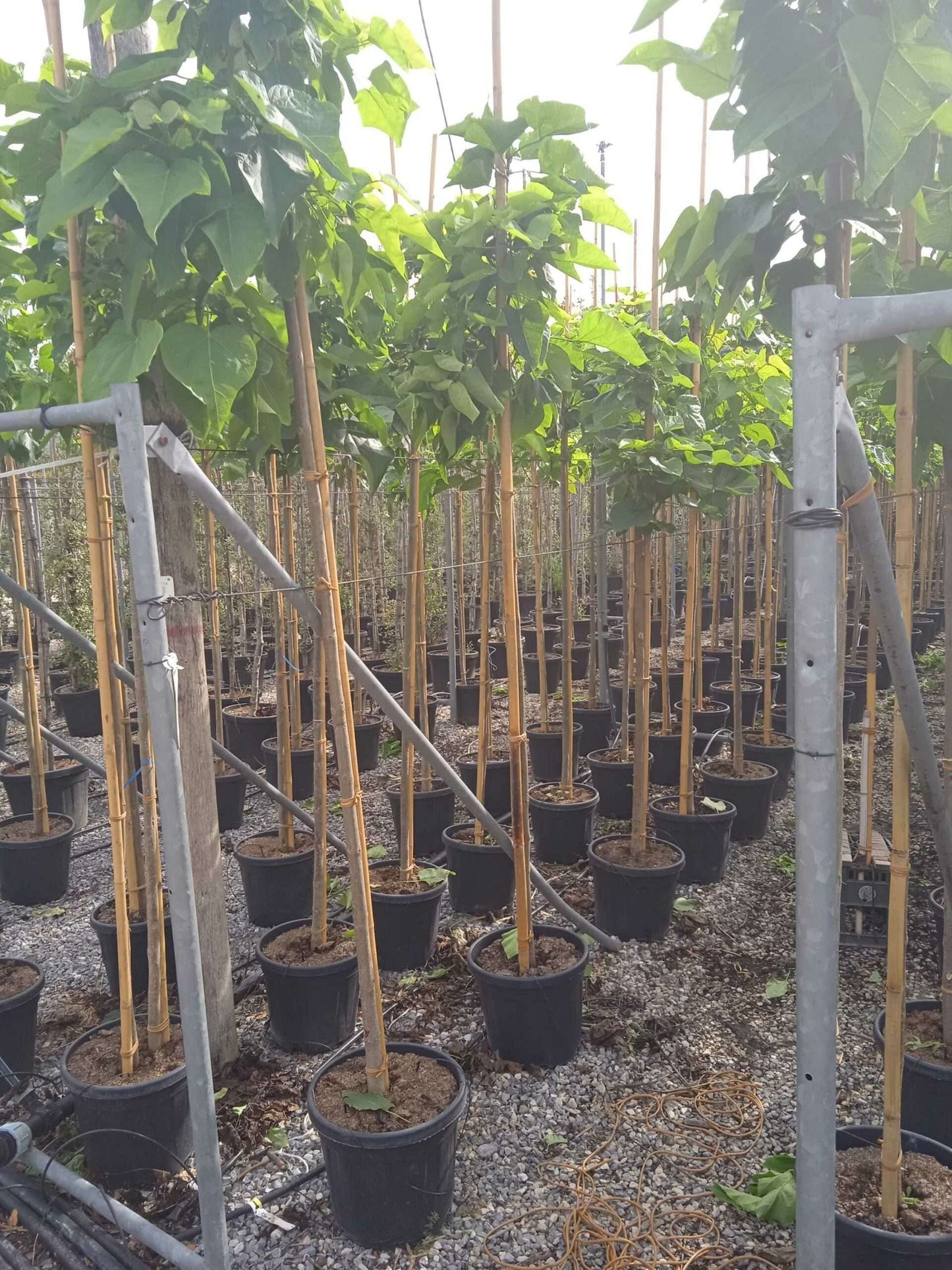 CATALPA bignonioides 'Aurea'
