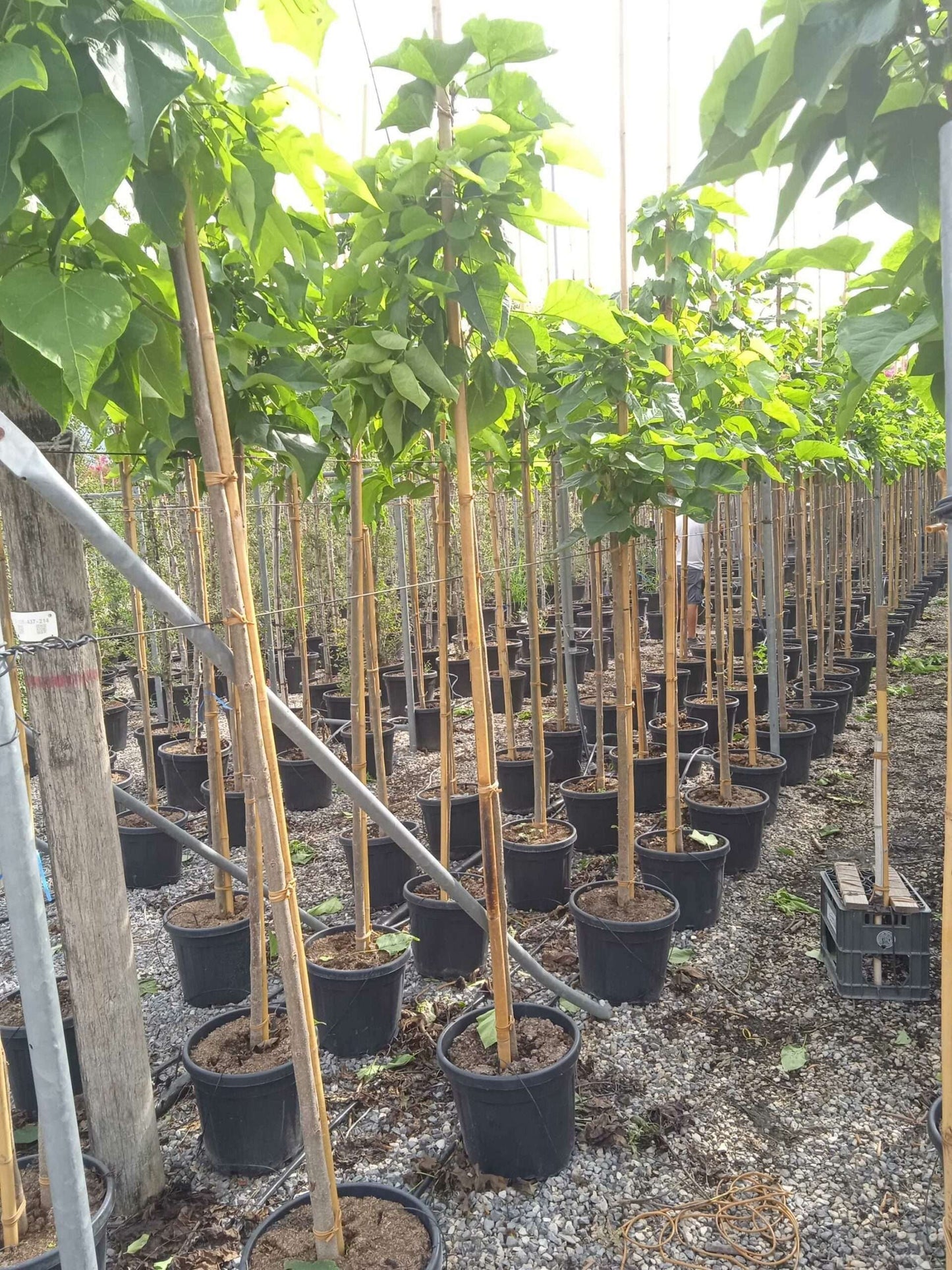 CATALPA bignonioides 'Aurea'