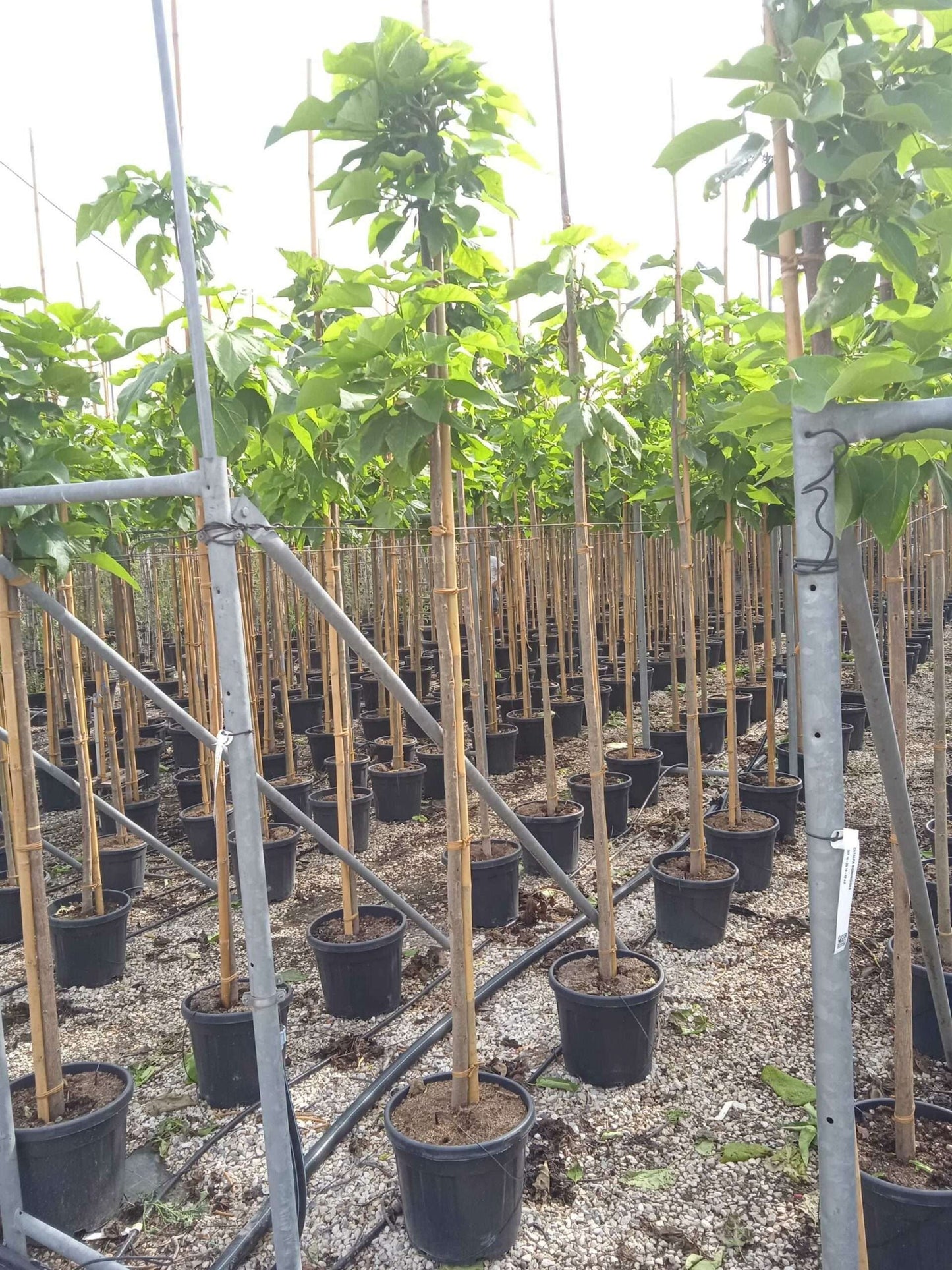 CATALPA bignonioides 'Aurea'