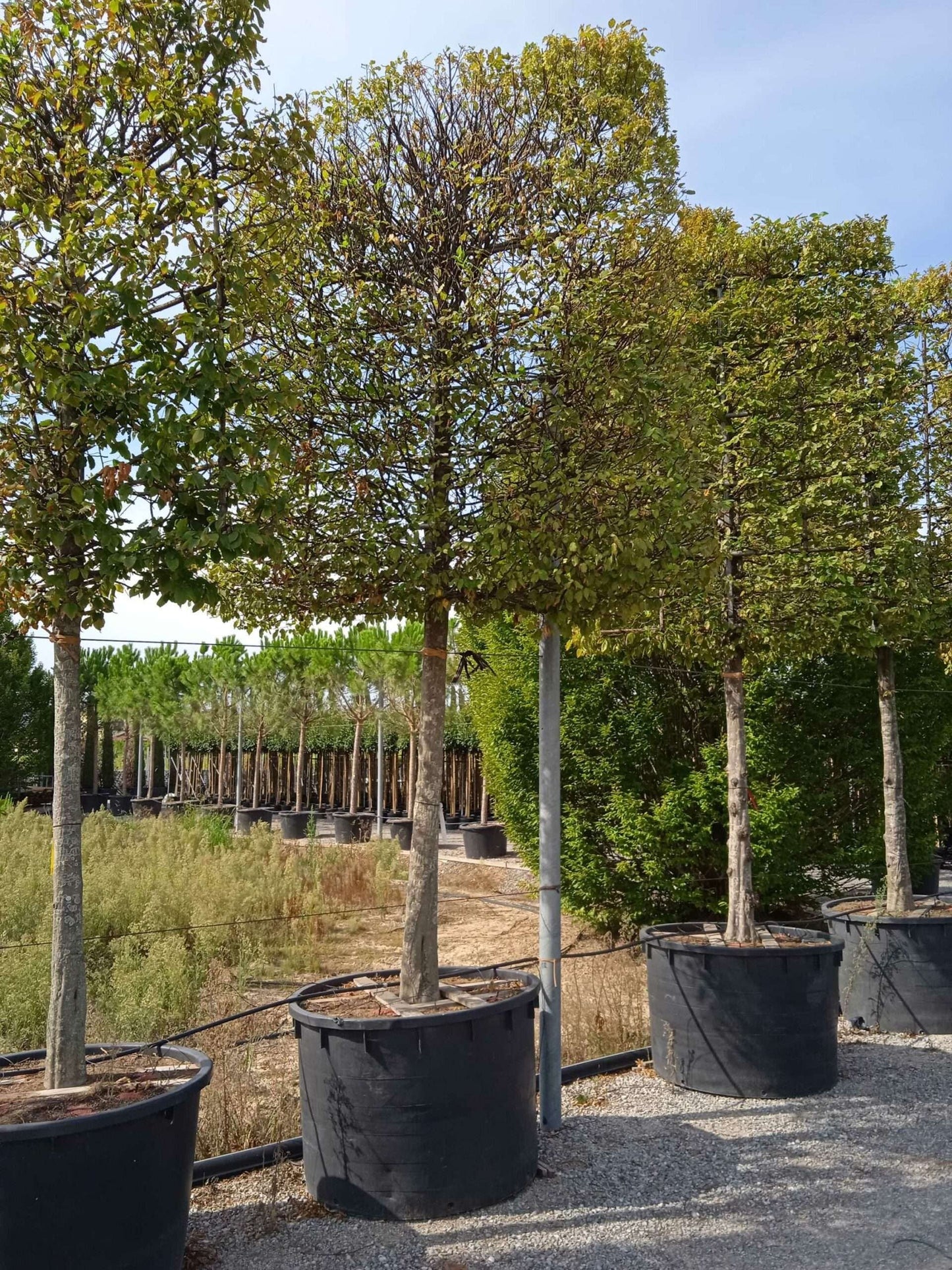 CARPINUS betulus 'Albert Beckman'