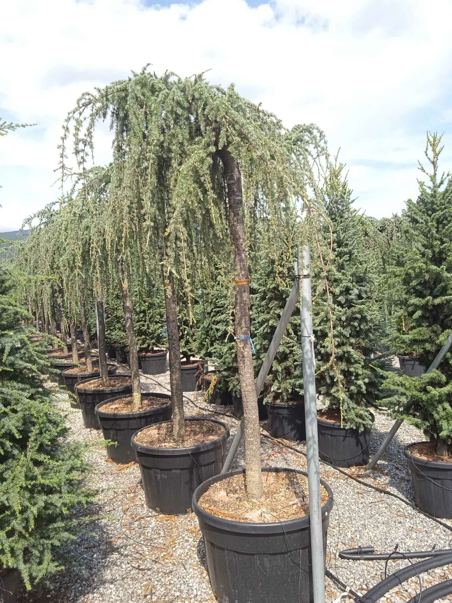 CEDRUS atlantica 'Glauca'