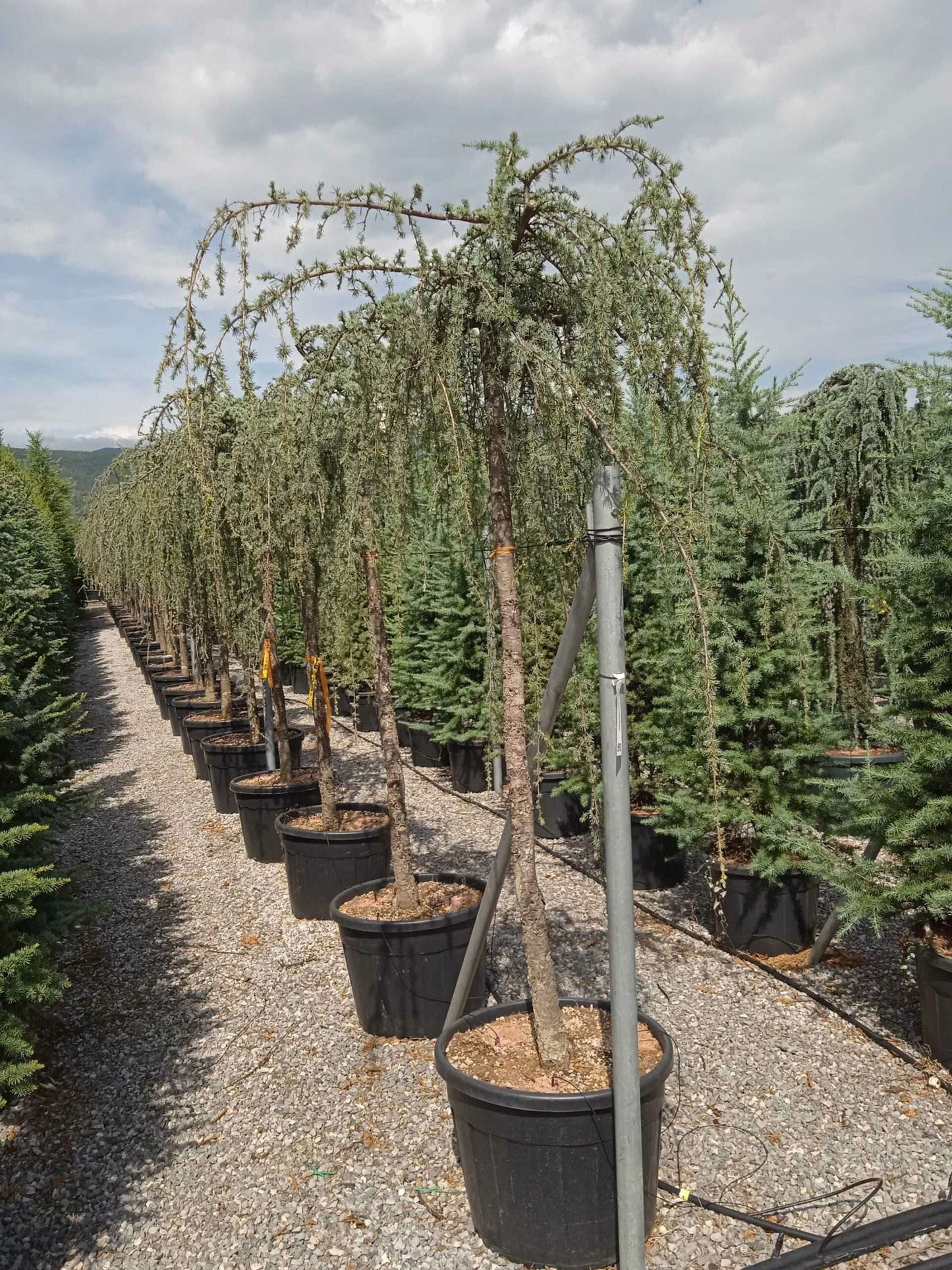 CEDRUS atlantica 'Glauca'