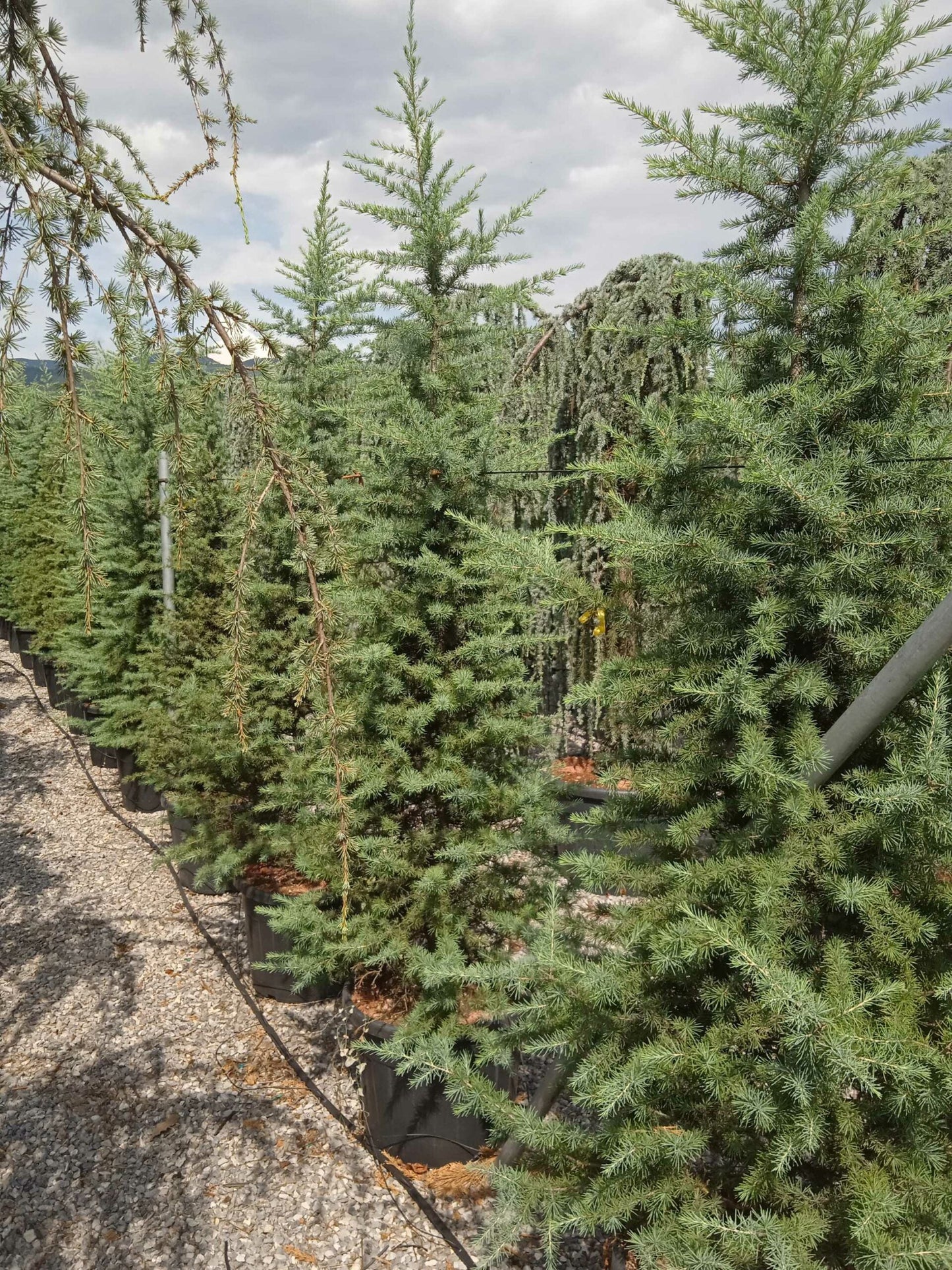 CEDRUS deodara 'Aurea'