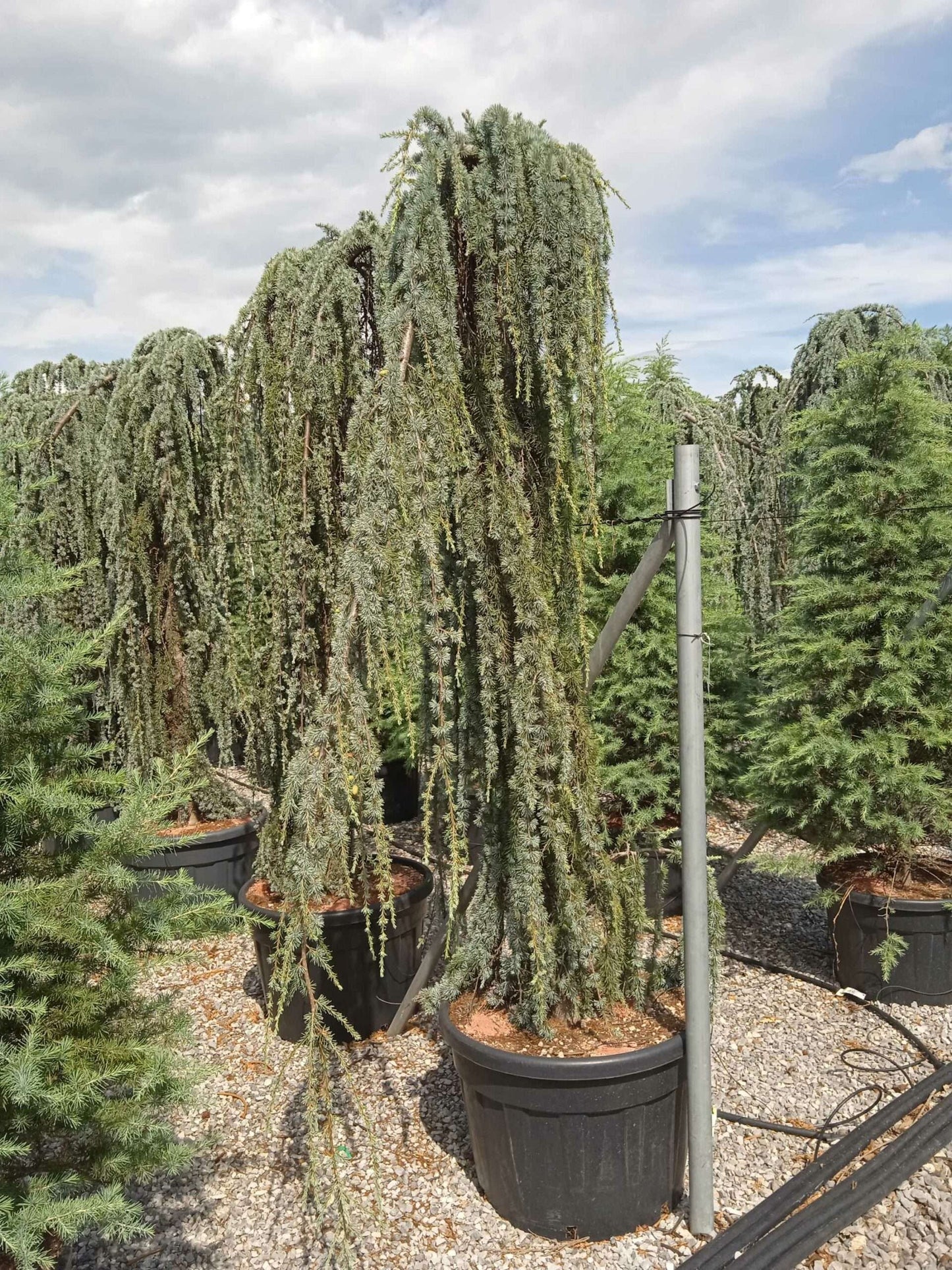 CEDRUS atlantica 'Glauca'