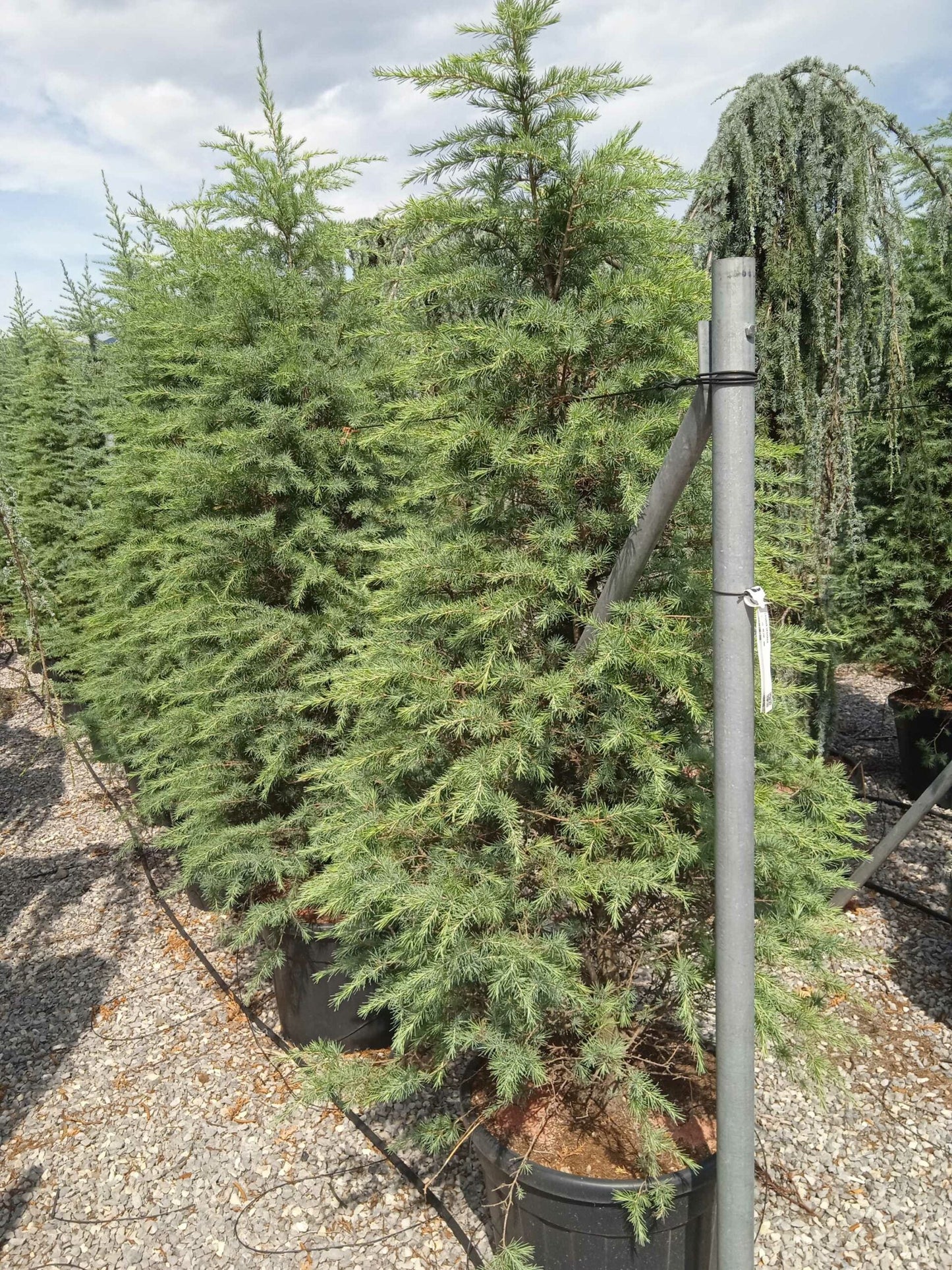CEDRUS deodara 'Aurea'