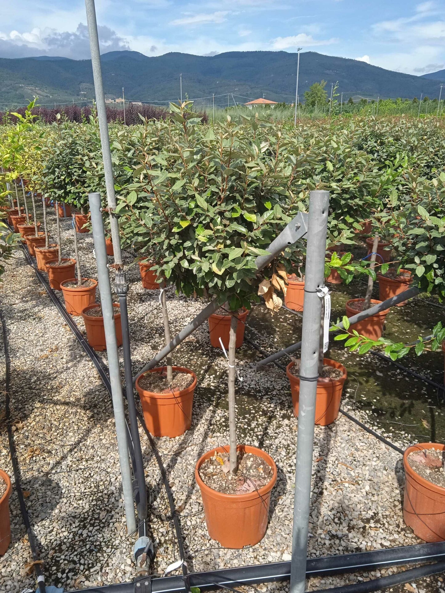ELAEAGNUS x ebbingei 'Compacta'