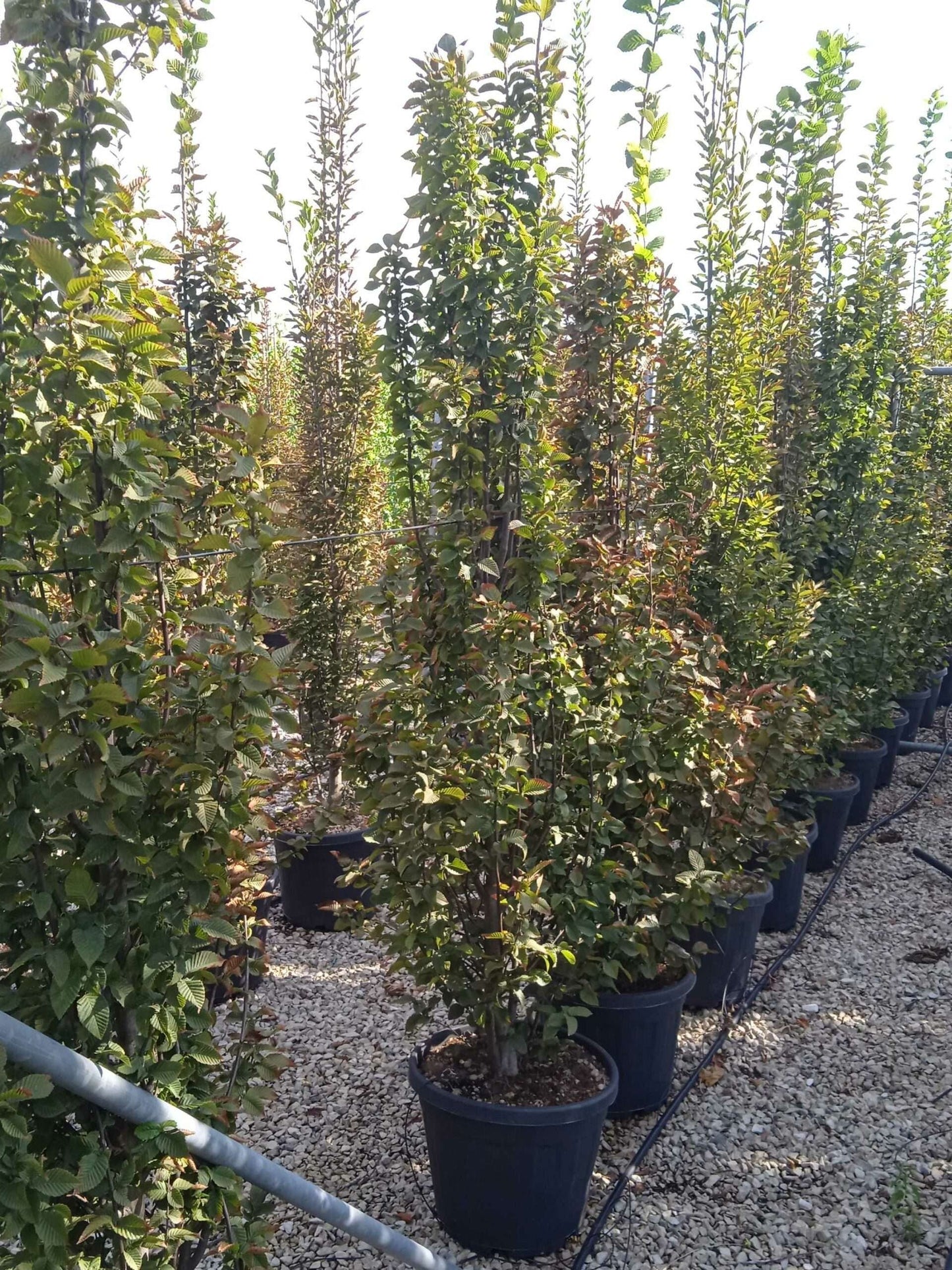 CARPINUS betulus 'Monumentalis'