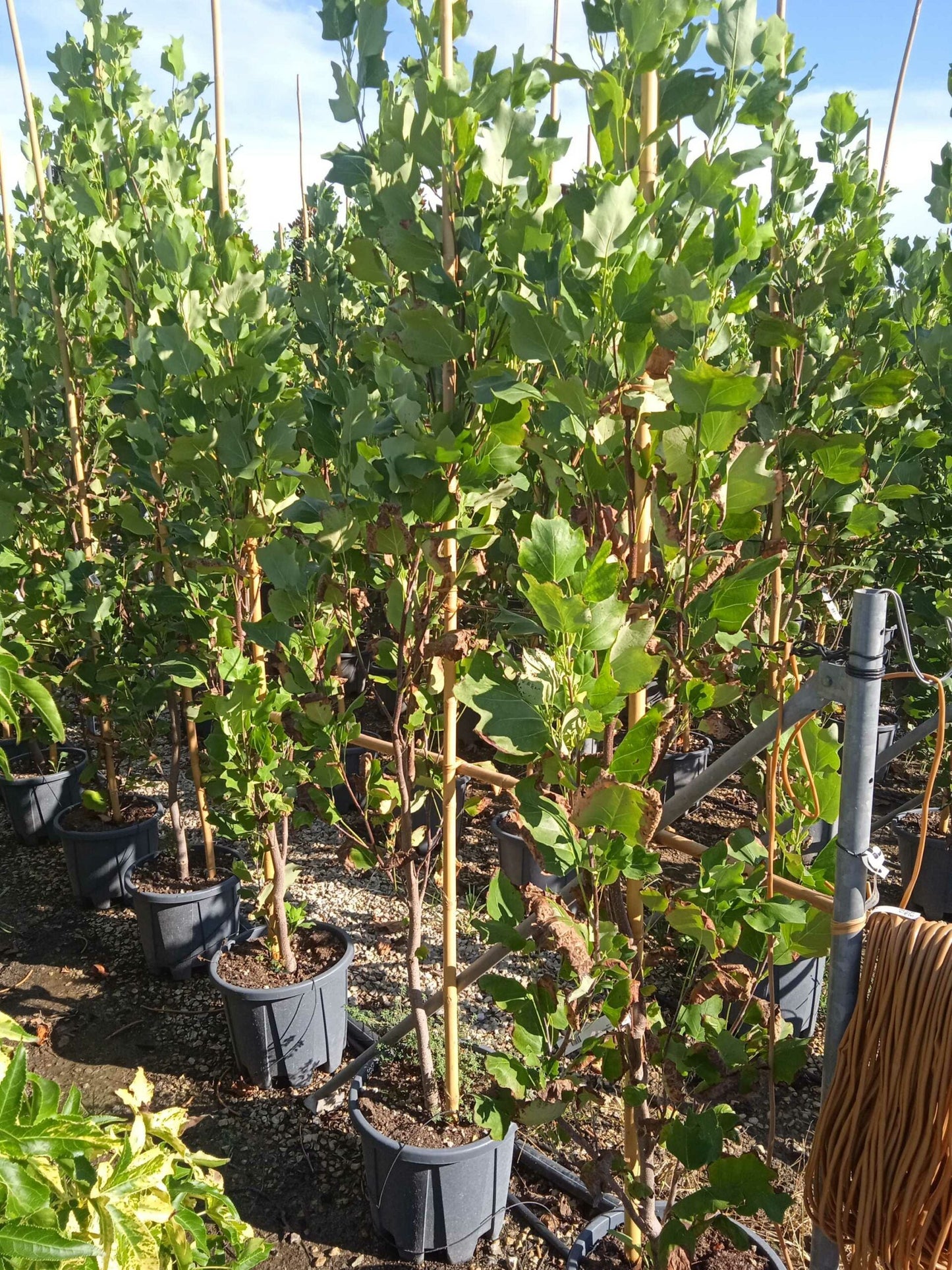 LONICERA caprifolium