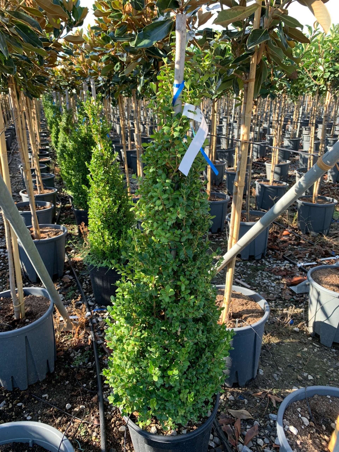 BUXUS sempervirens