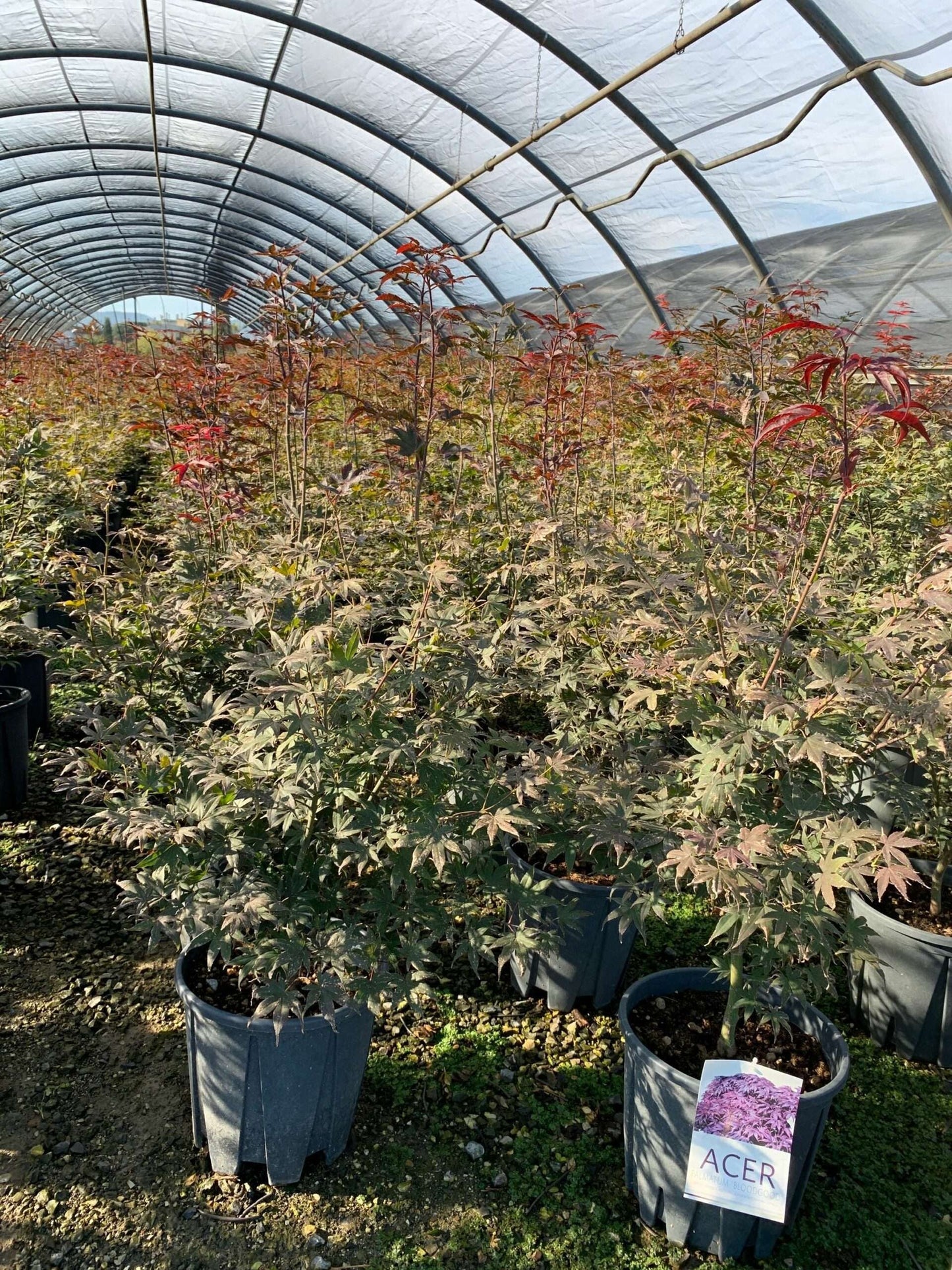 ACER palmatum 'Butterfly'