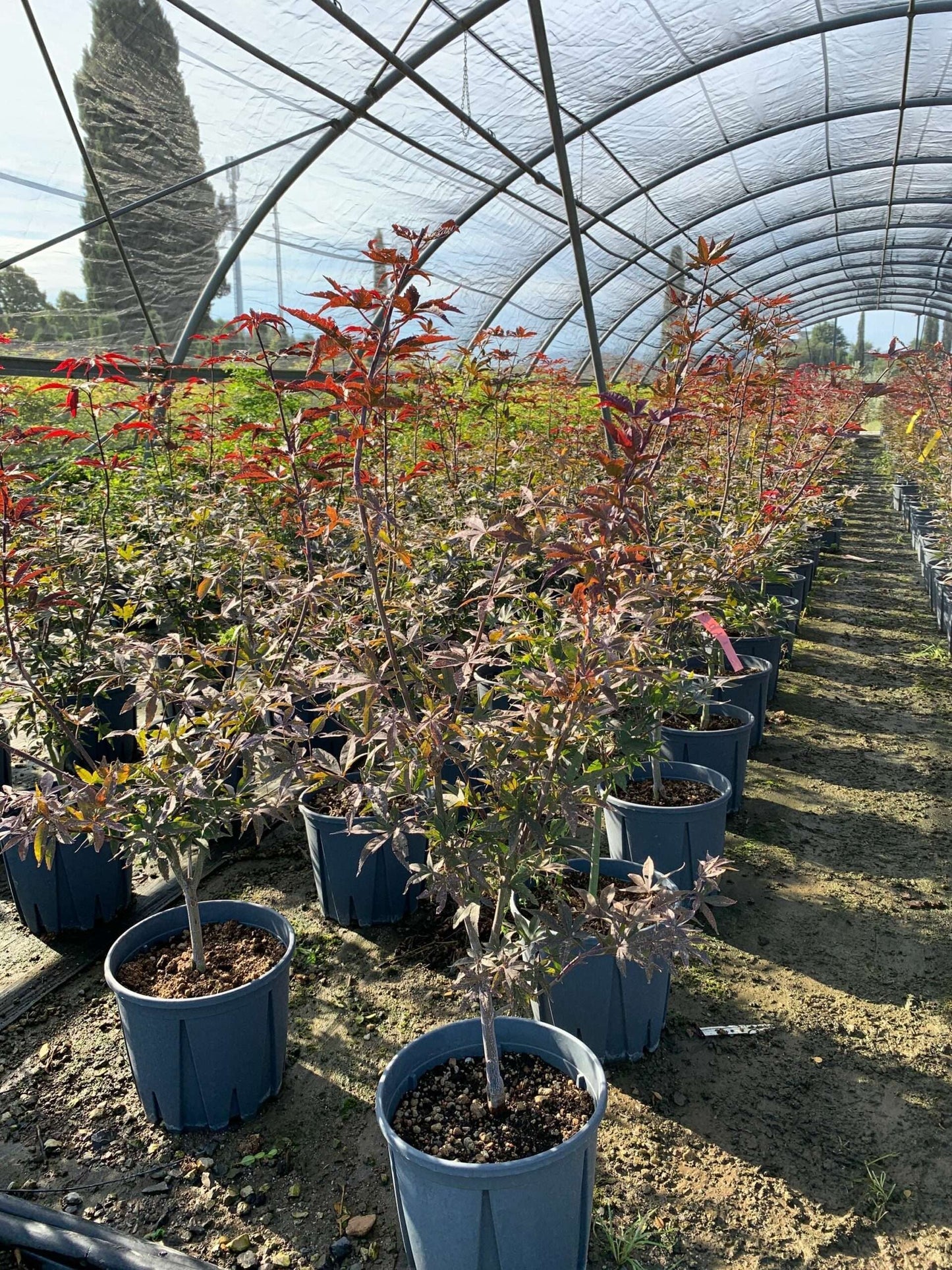 ACER palmatum 'Butterfly'