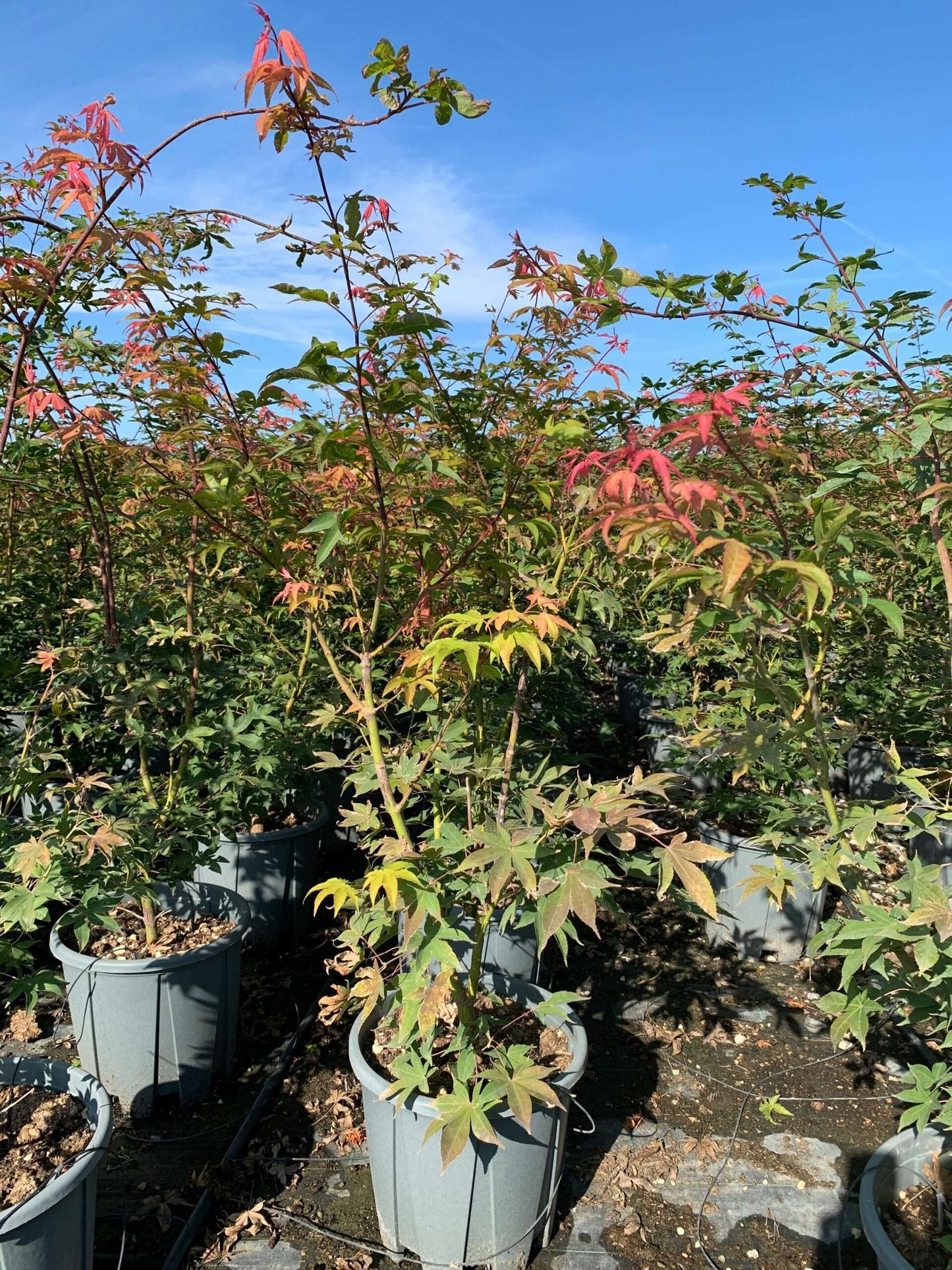 ACER palmatum 'Pink Passion'