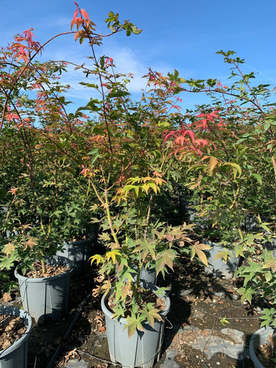 ACER palmatum 'Pink Passion'