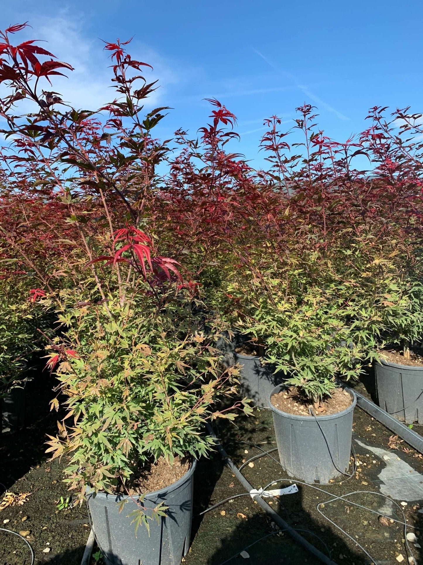 ACER palmatum 'Shaina'