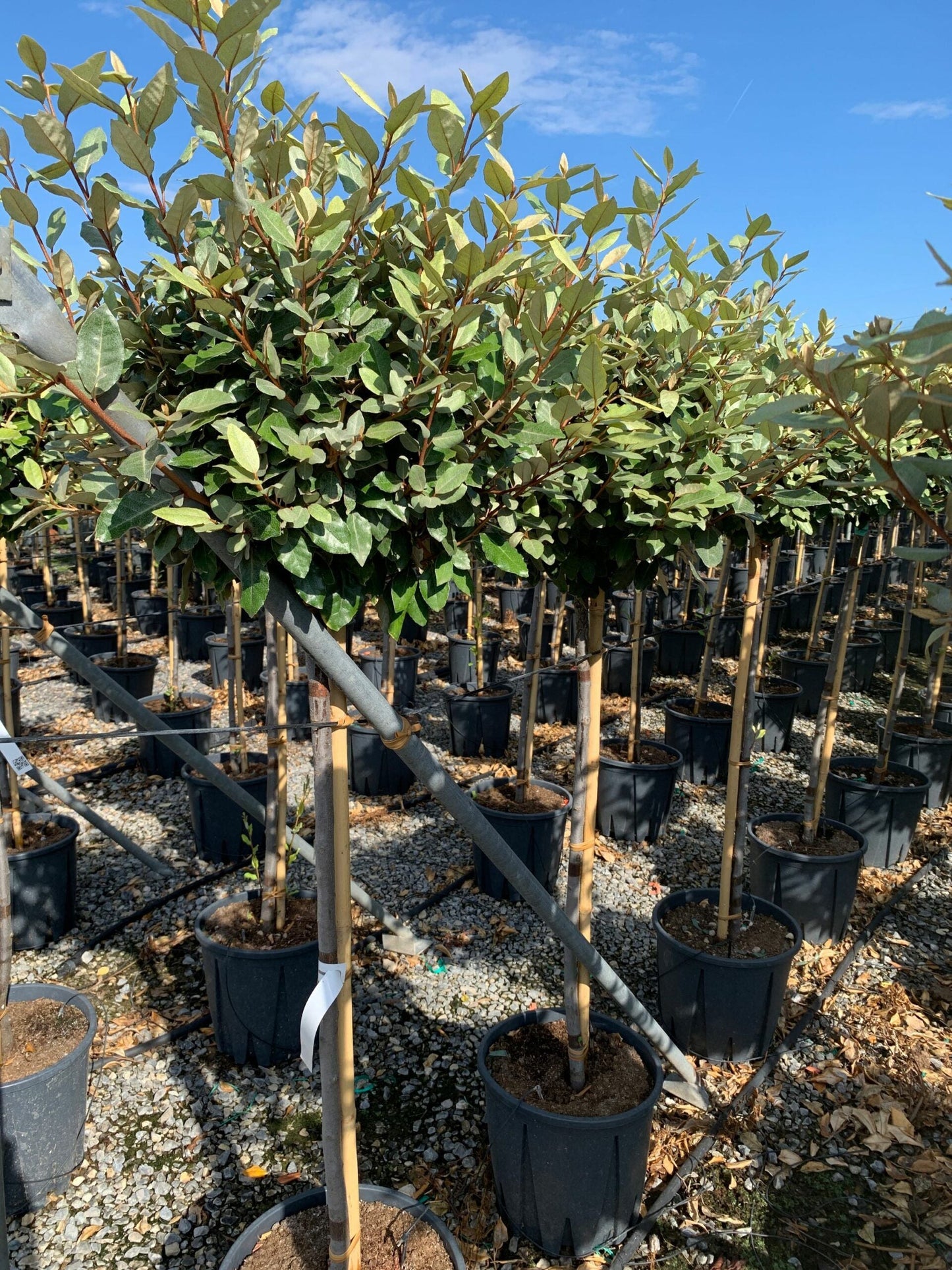 ELAEAGNUS x ebbingei 'Compacta'