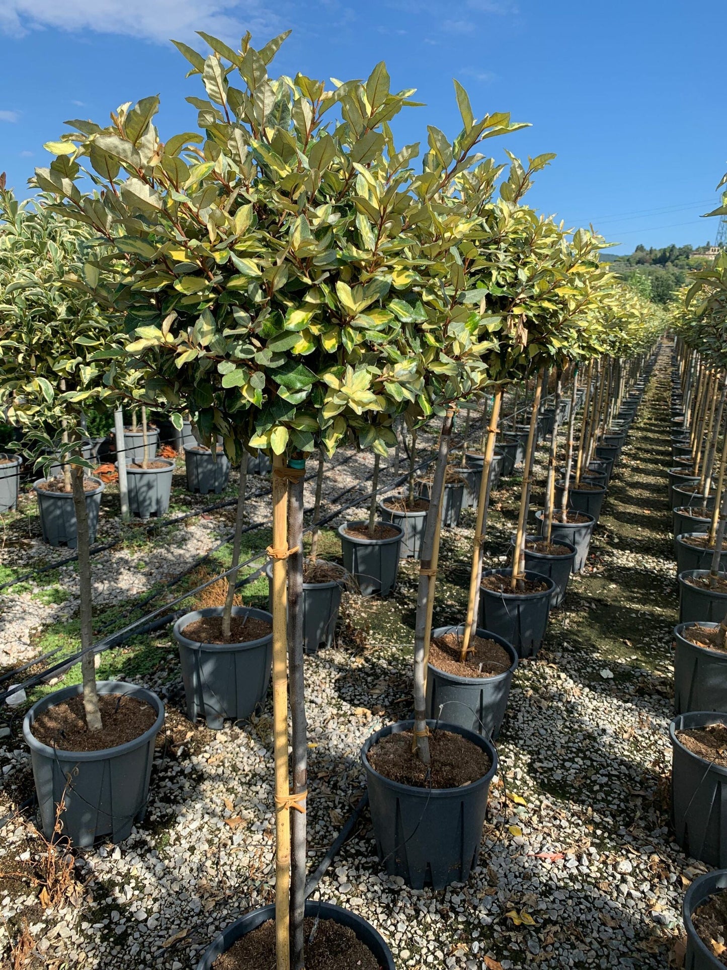 ELAEAGNUS x ebbingei 'Viveleg' ®