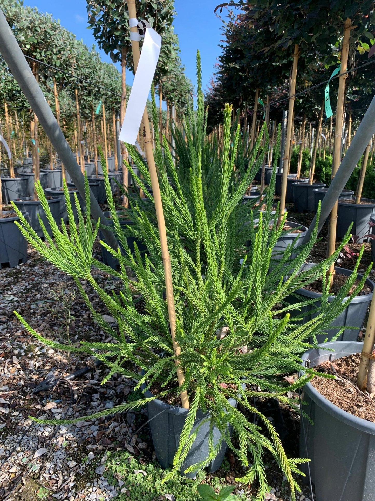 CRYPTOMERIA japonica 'Elegans Viridis'