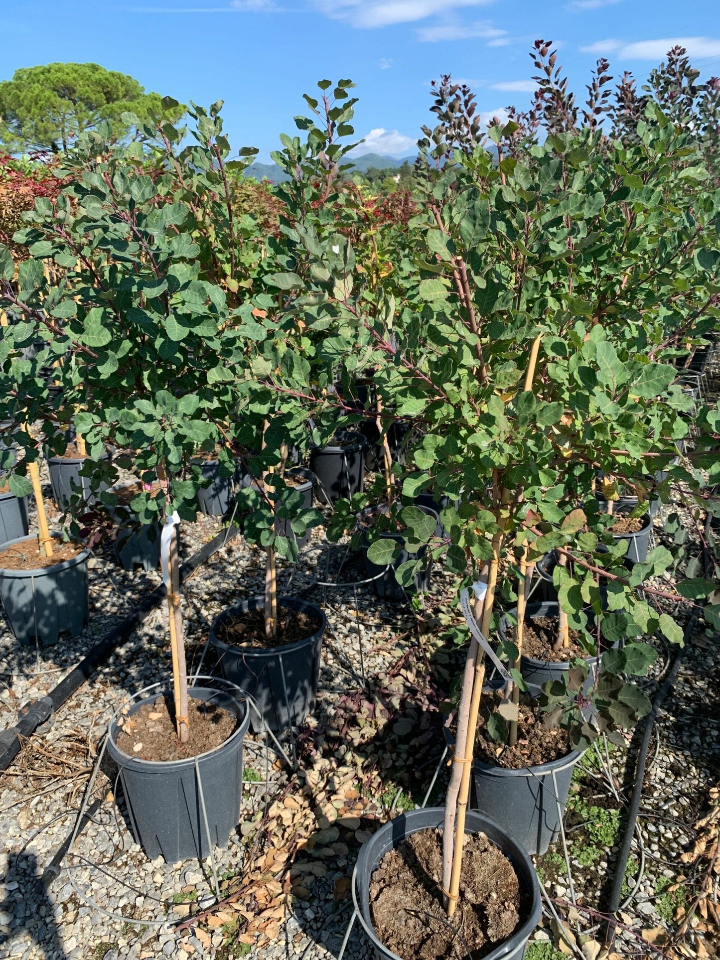 COTINUS coggygria 'Golden Lady' ®
