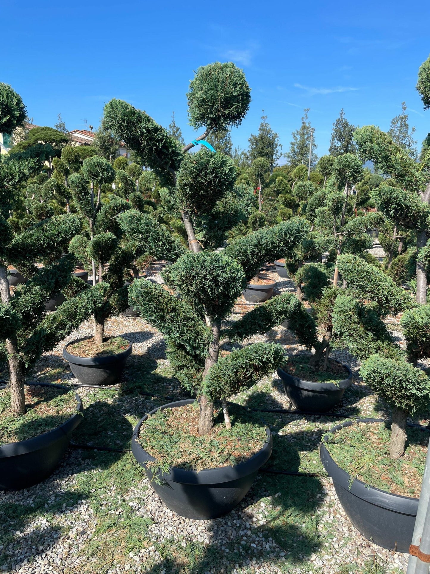 CUPRESSOCYPARIS leylandii 'Excalibur Gold' ®