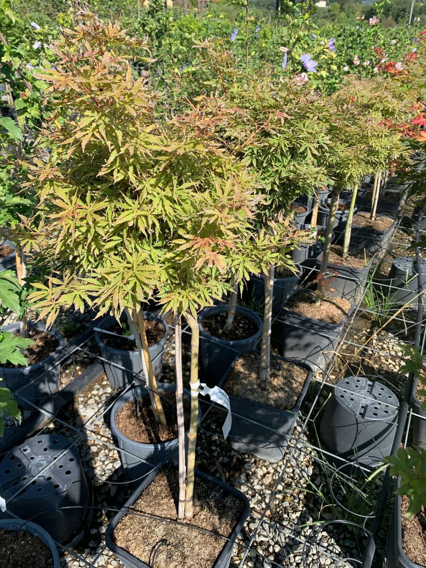 ACER palmatum 'Koto No Ito'