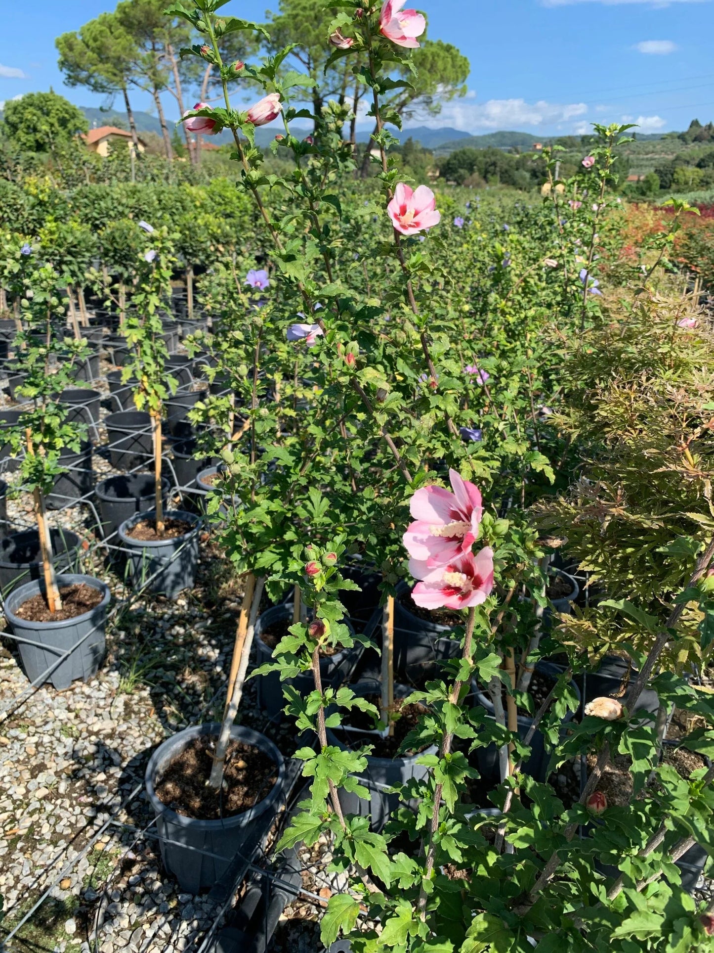 HIBISCUS syriacus 'Blue Chiffon' ®