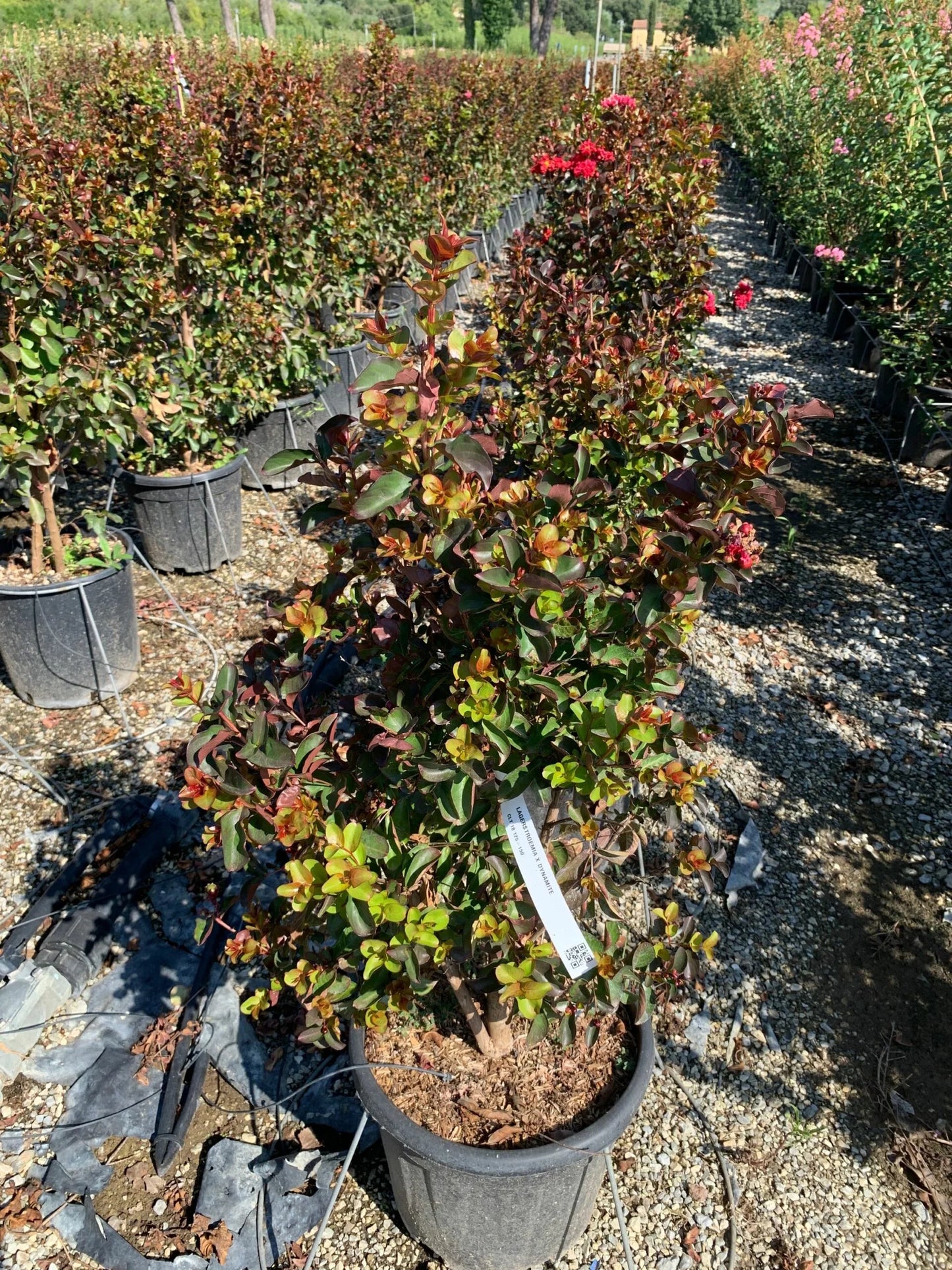 LAGERSTROEMIA x 'Lipan'