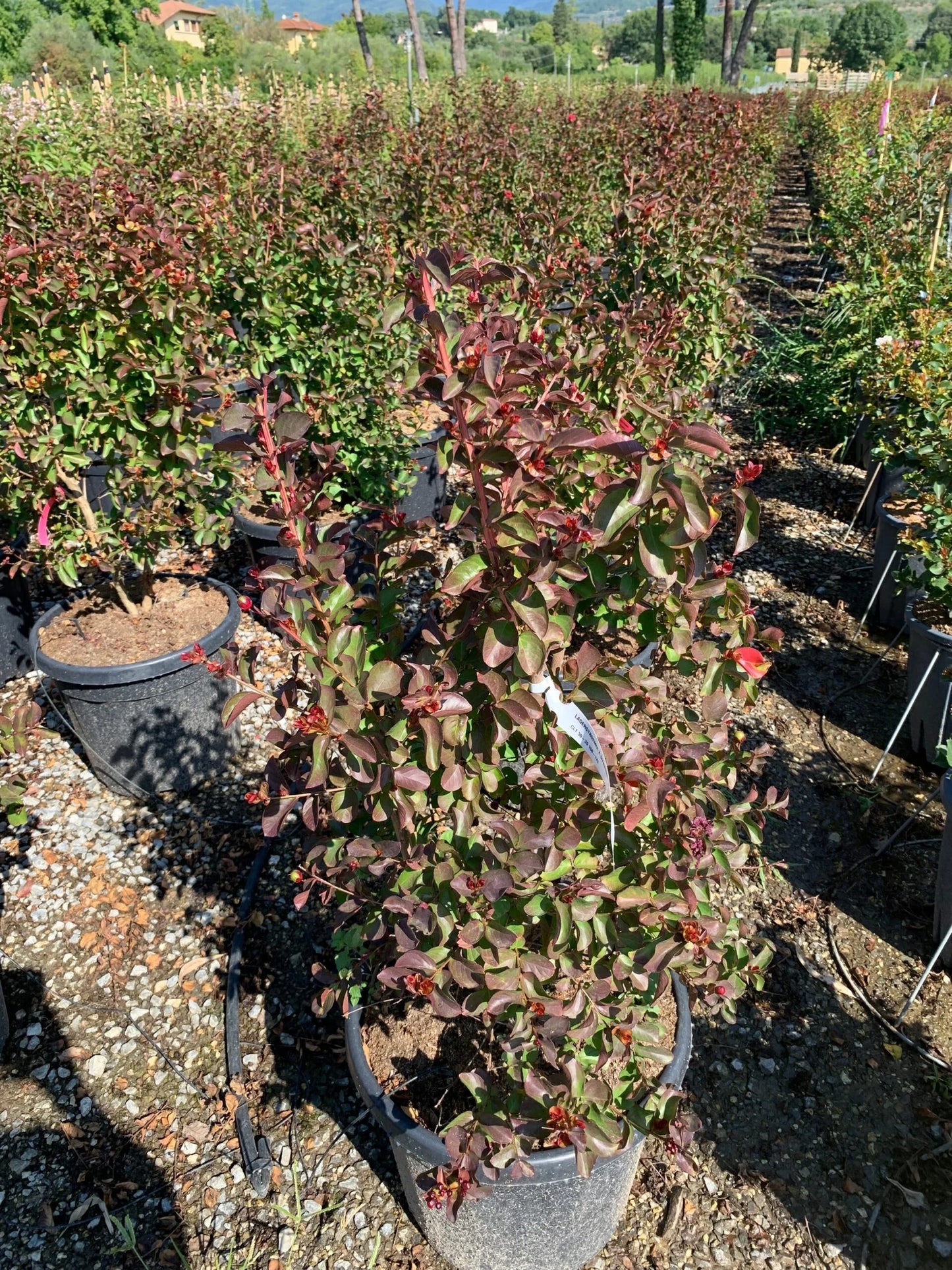 LAGERSTROEMIA x 'Lipan'