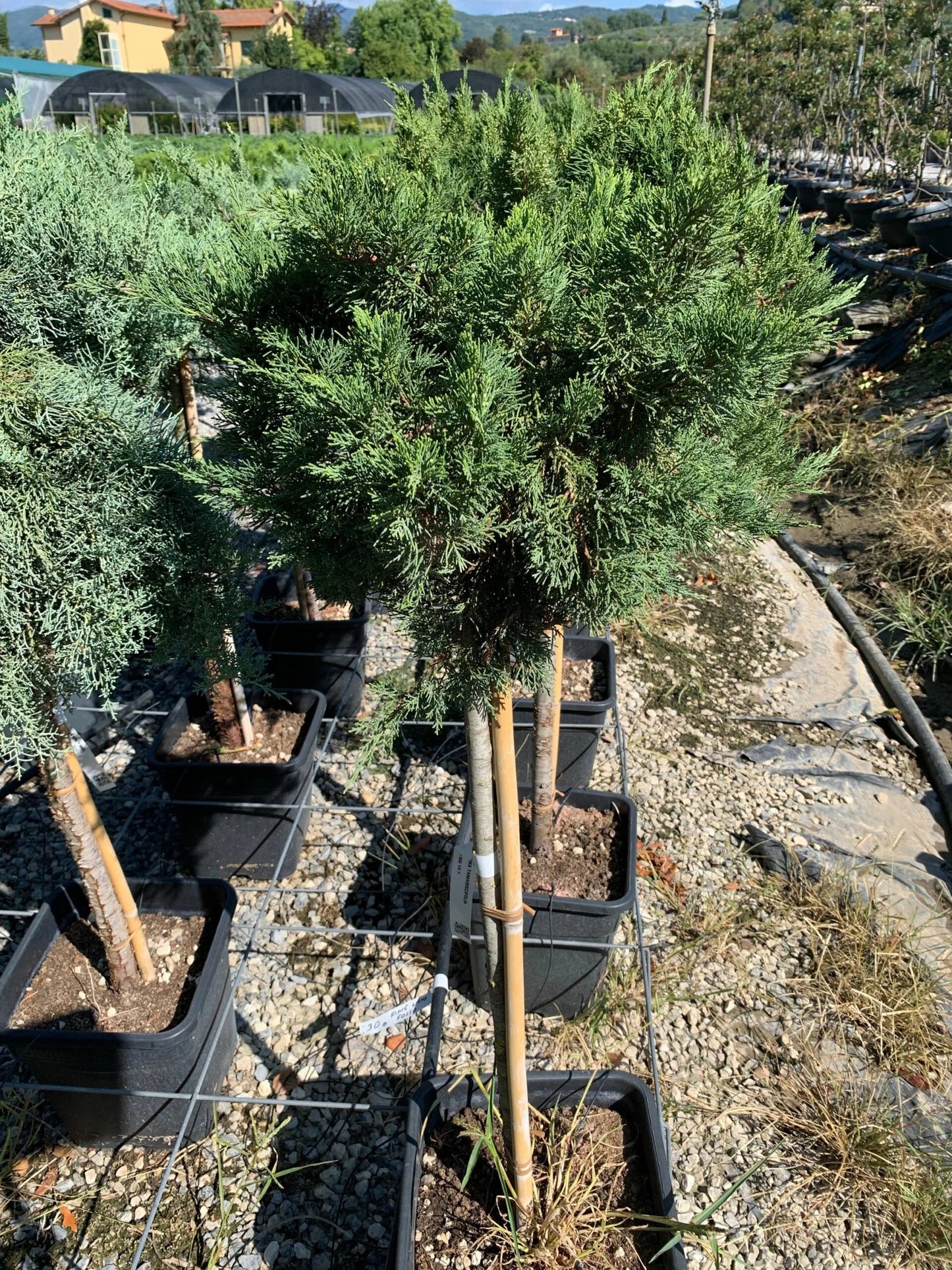 JUNIPERUS scopulorum 'Blue Arrow'