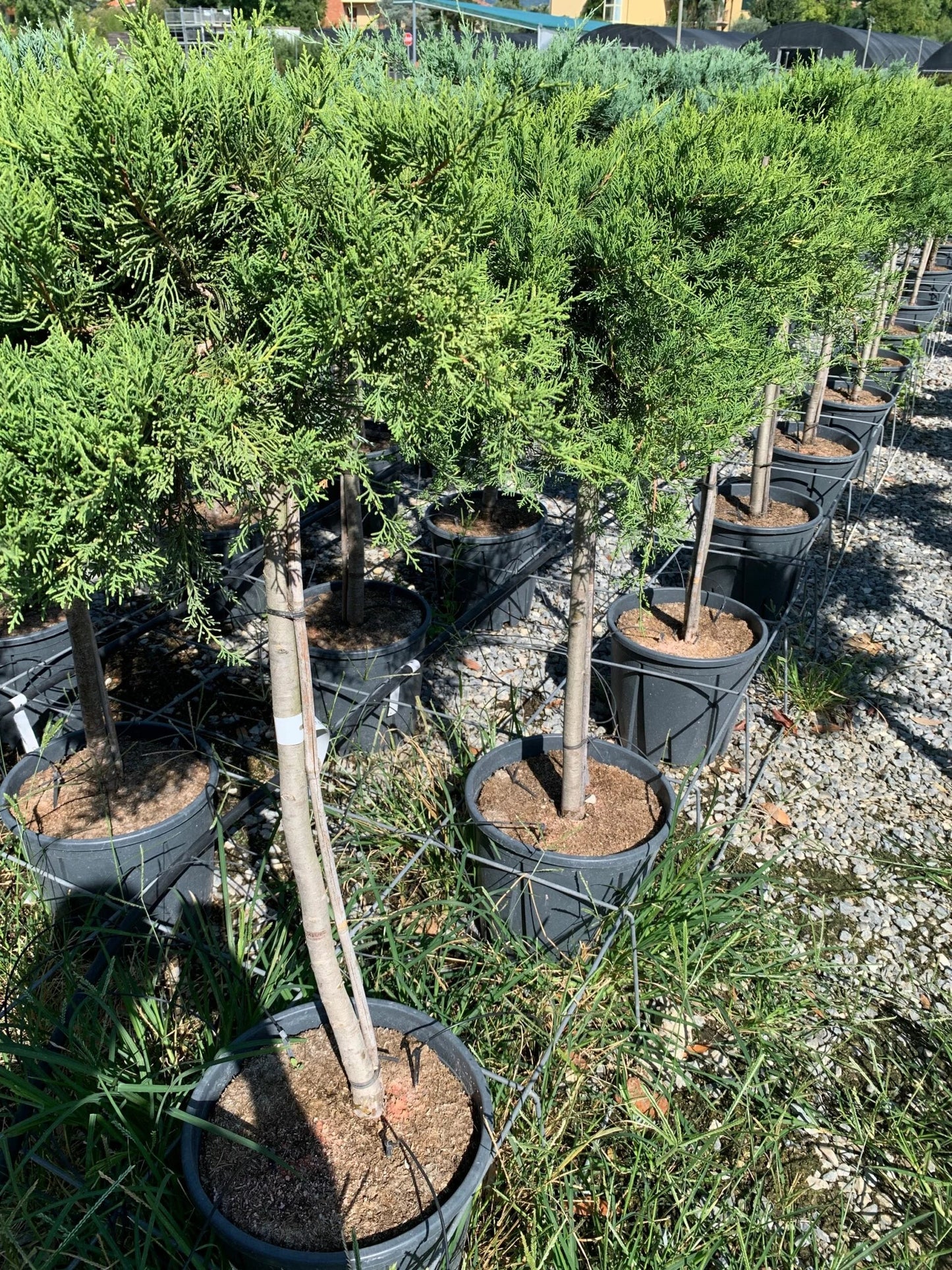 JUNIPERUS x pfitzeriana 'Pfitzeriana Aurea'