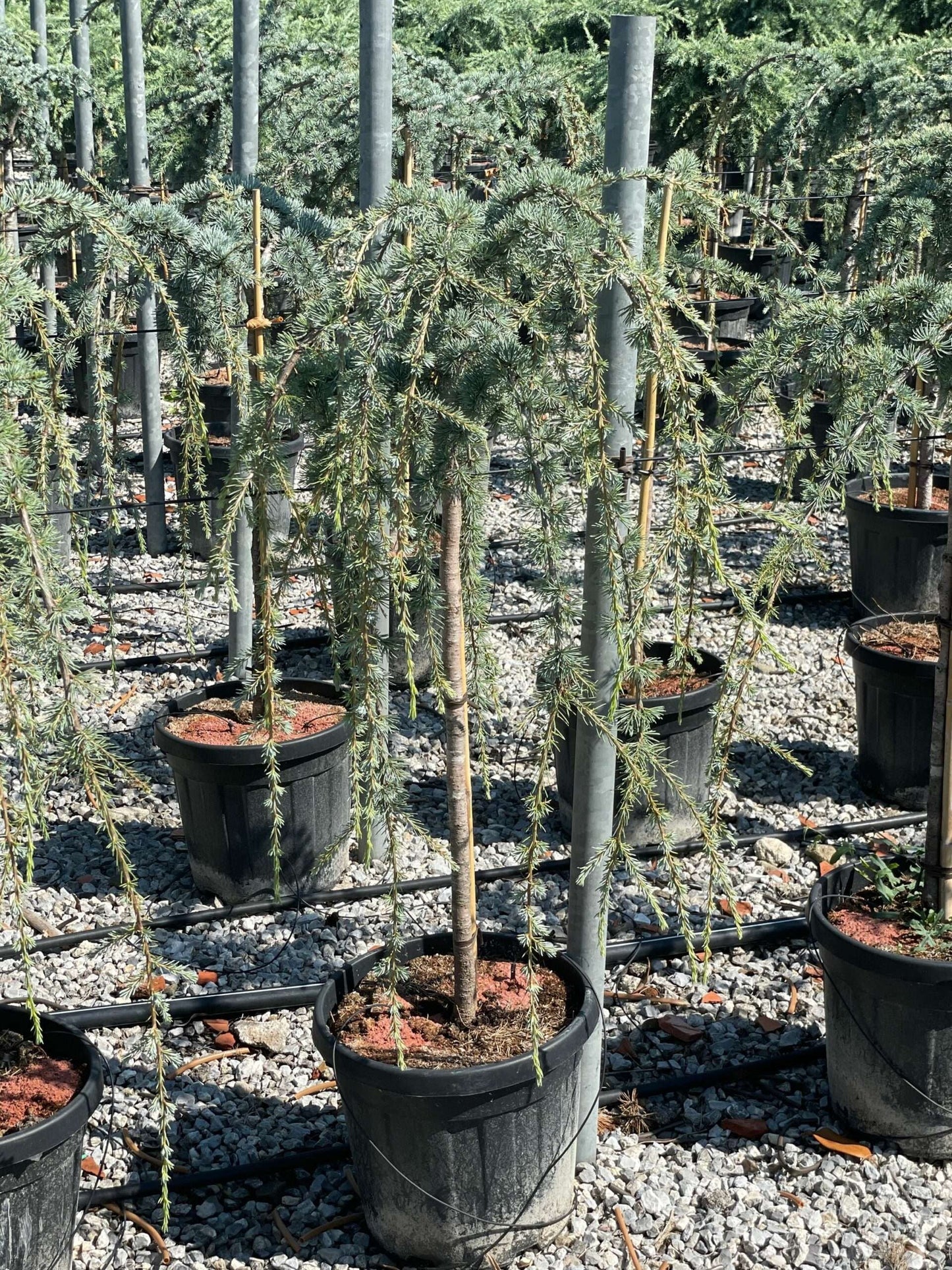 CEDRUS atlantica 'Glauca'