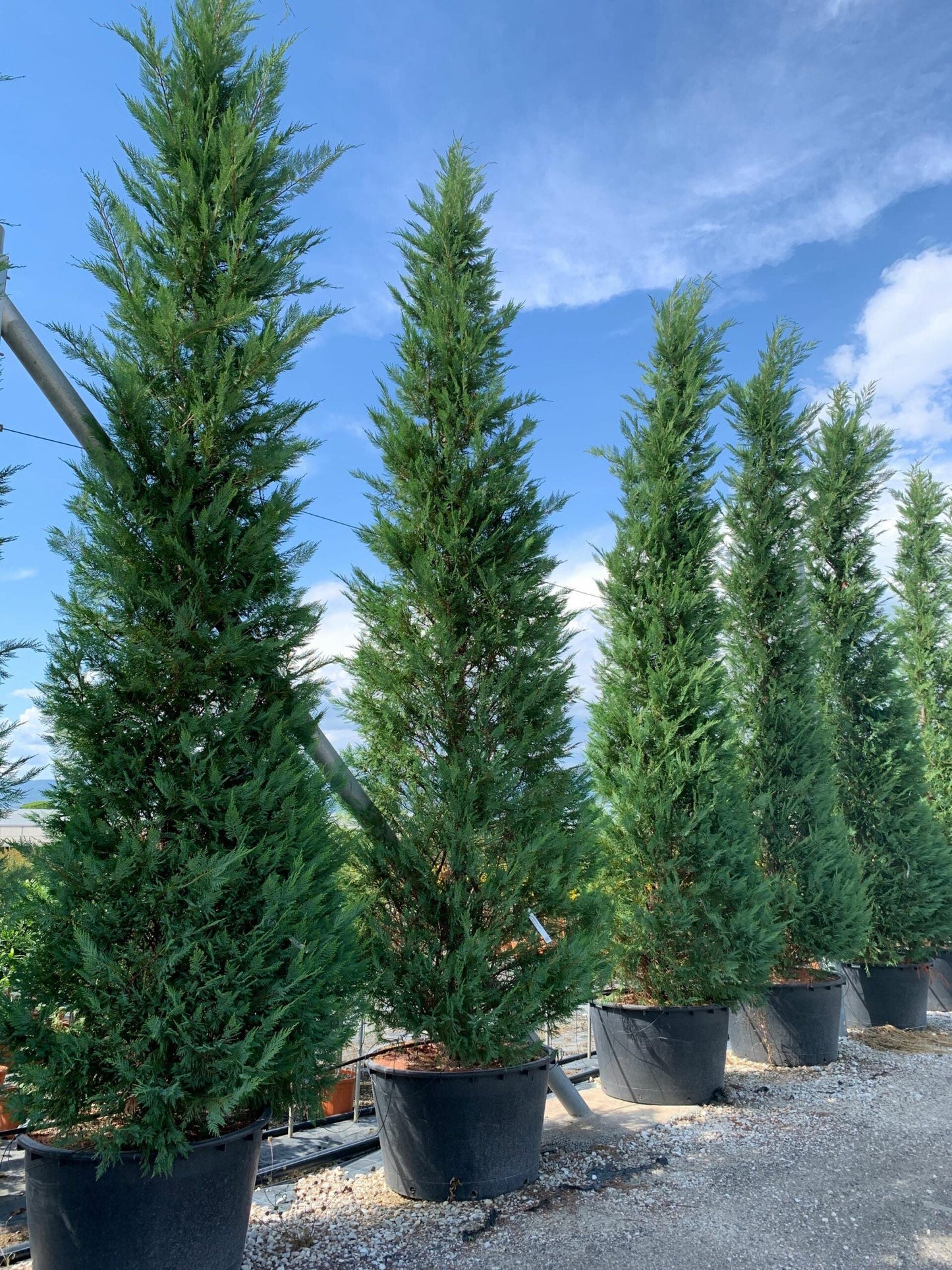 CUPRESSOCYPARIS leylandii '2001'