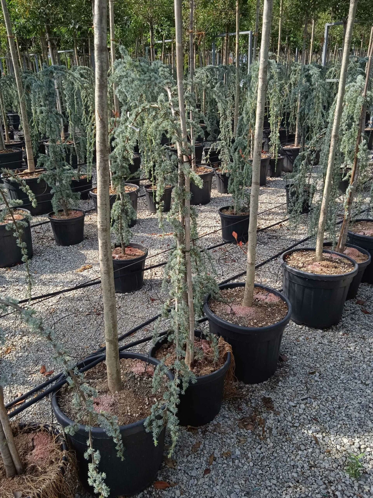CEDRUS atlantica 'Glauca'