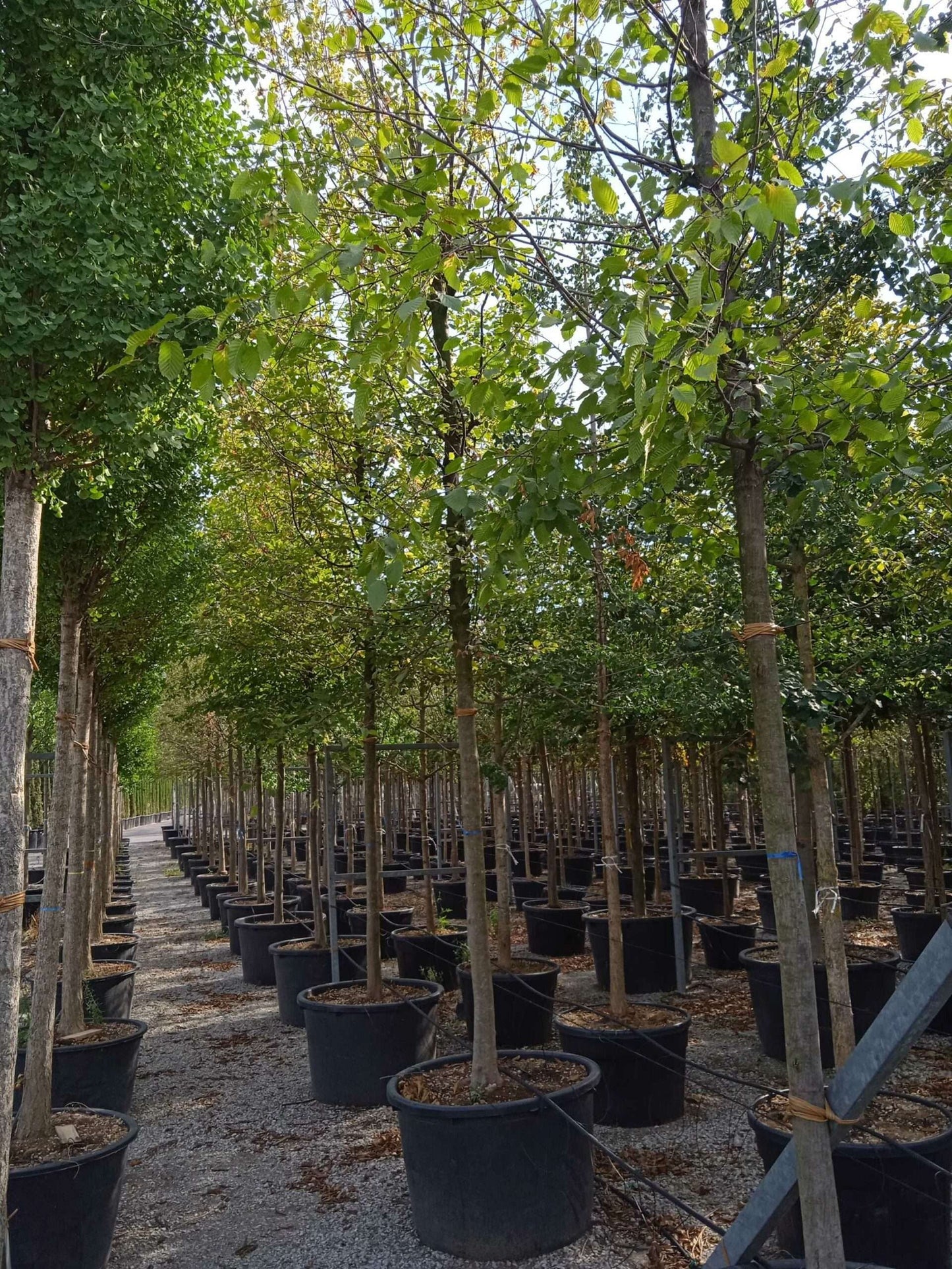 CARPINUS betulus 'Albert Beckman'