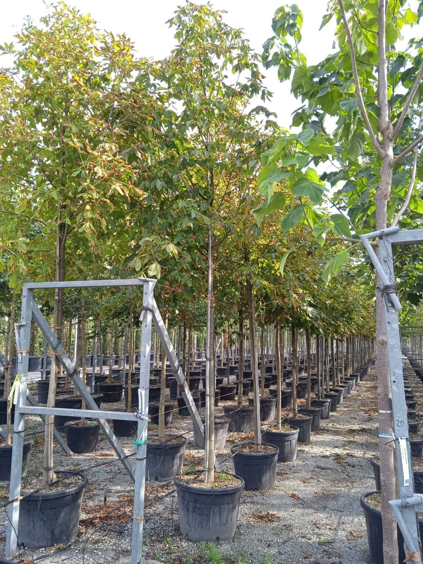 AESCULUS hippocastanum 'Pyramidalis'