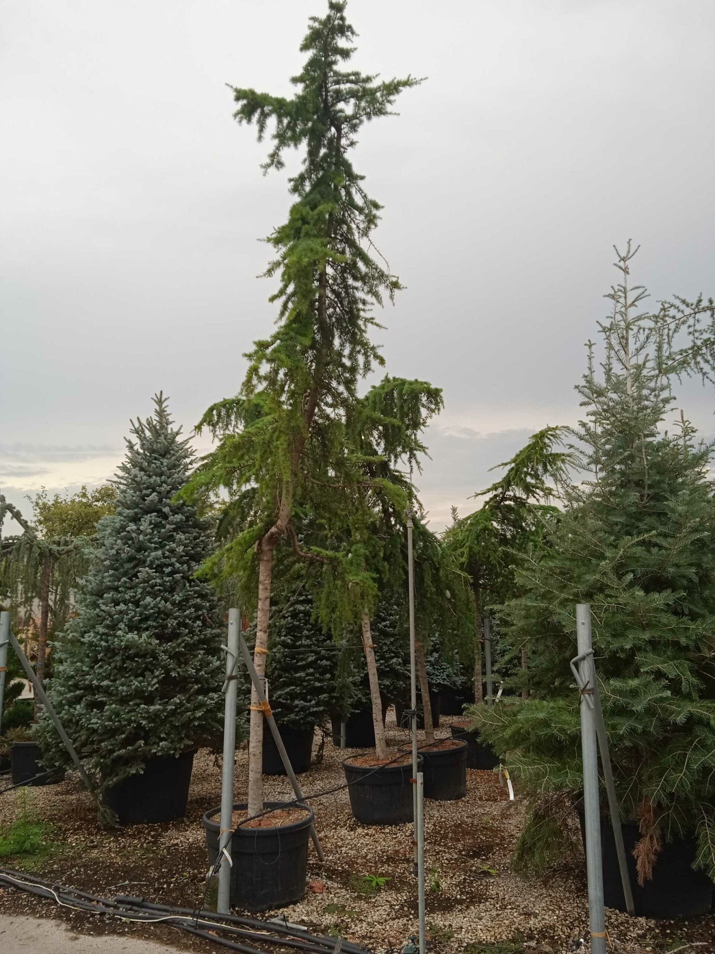 CEDRUS deodara 'Robusta Glauca'