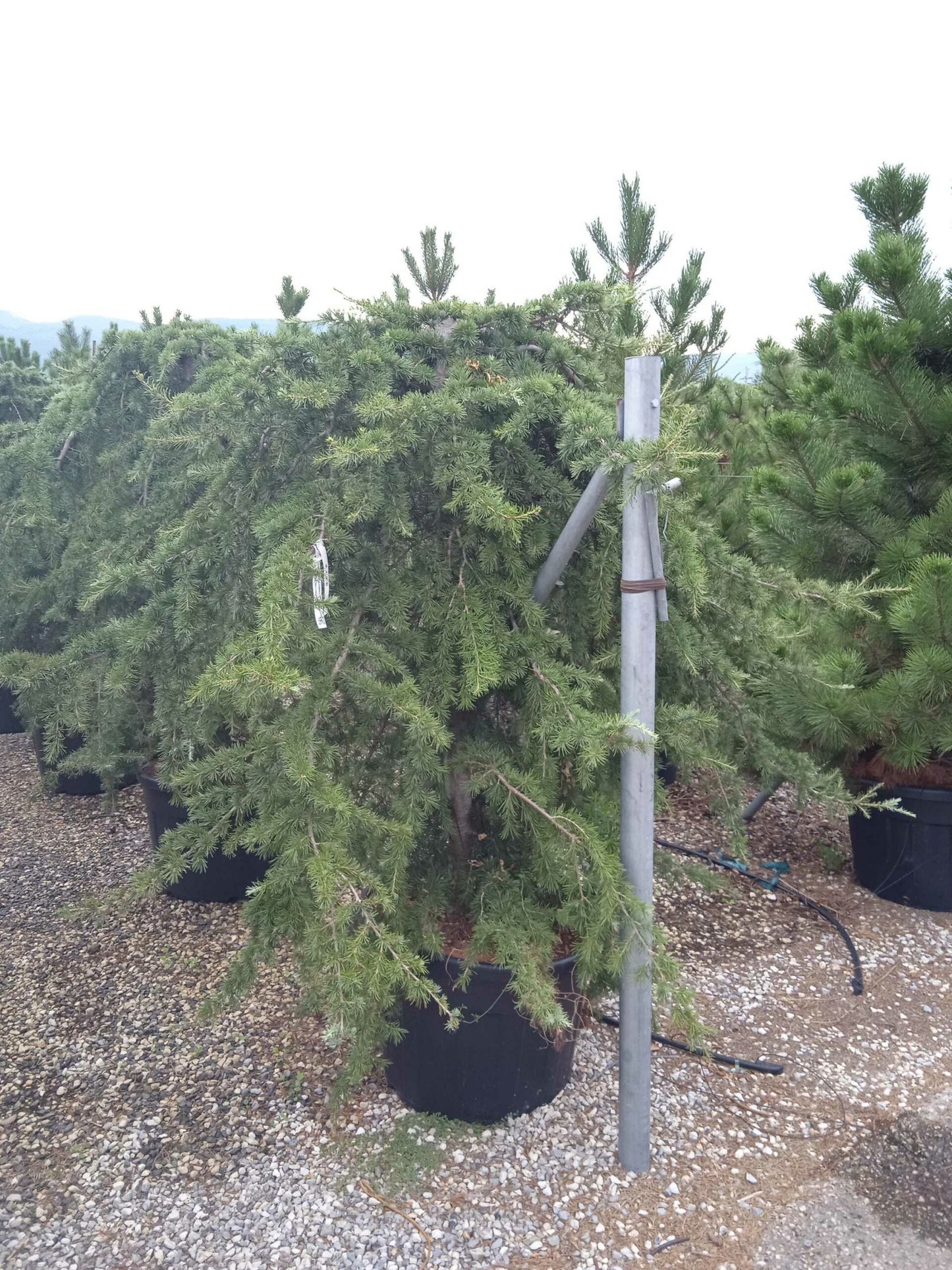 CEDRUS deodara 'Robusta Glauca'