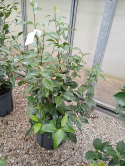 CAMELLIA japonica 'Hippolyte Thoby-rosso'