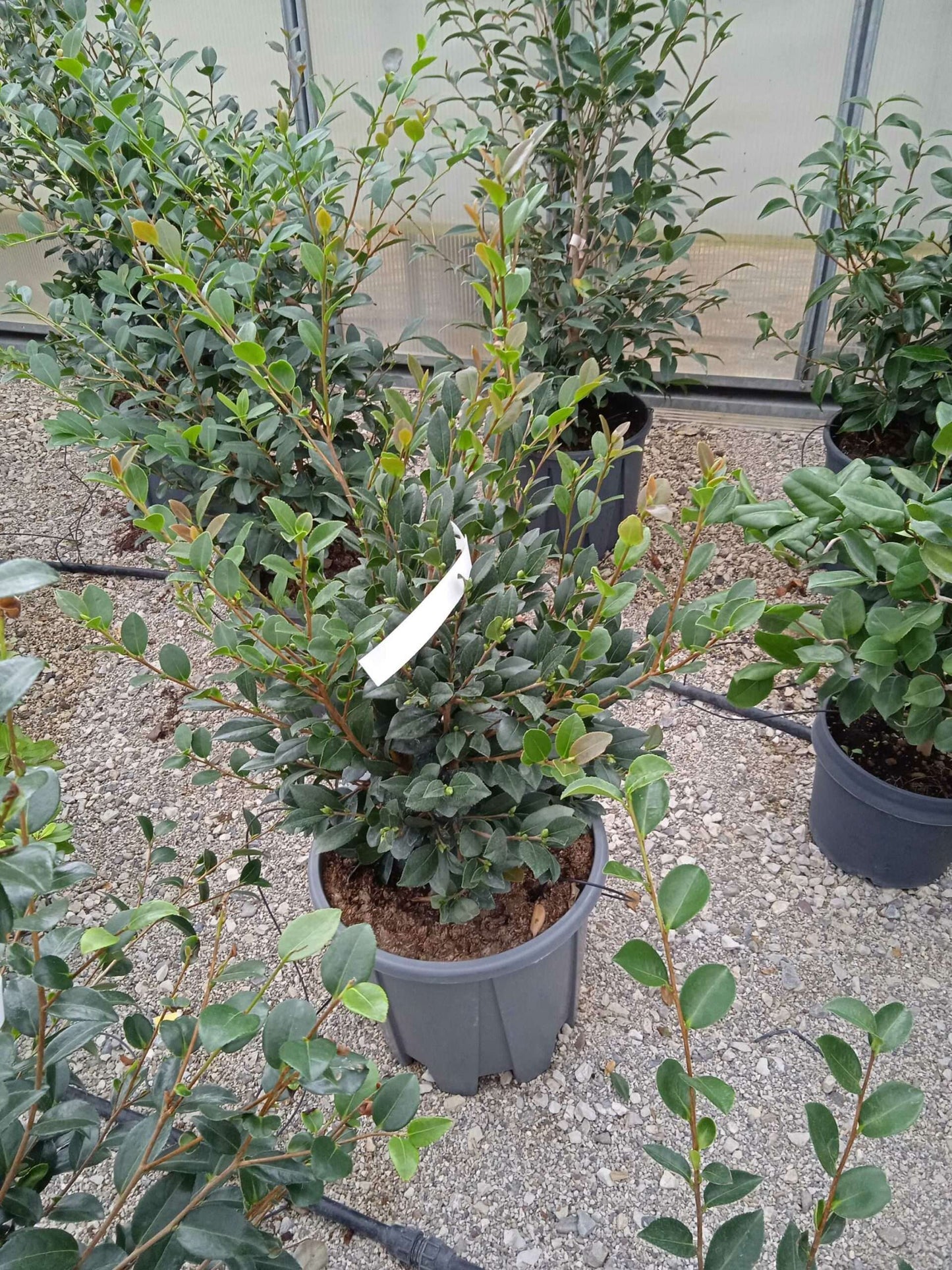 CAMPSIS radicans
