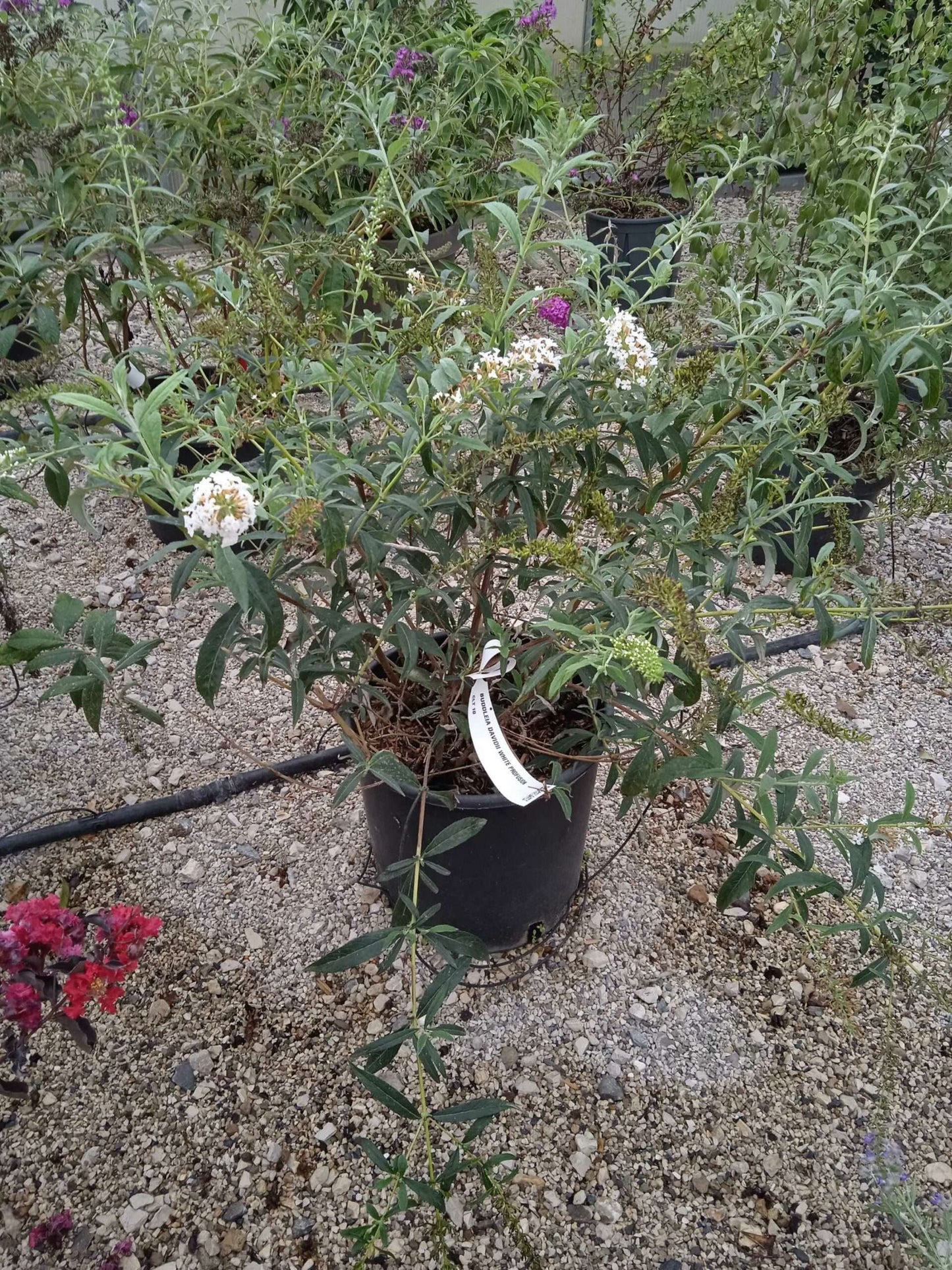 BUDDLEIA davidii 'White Swan'